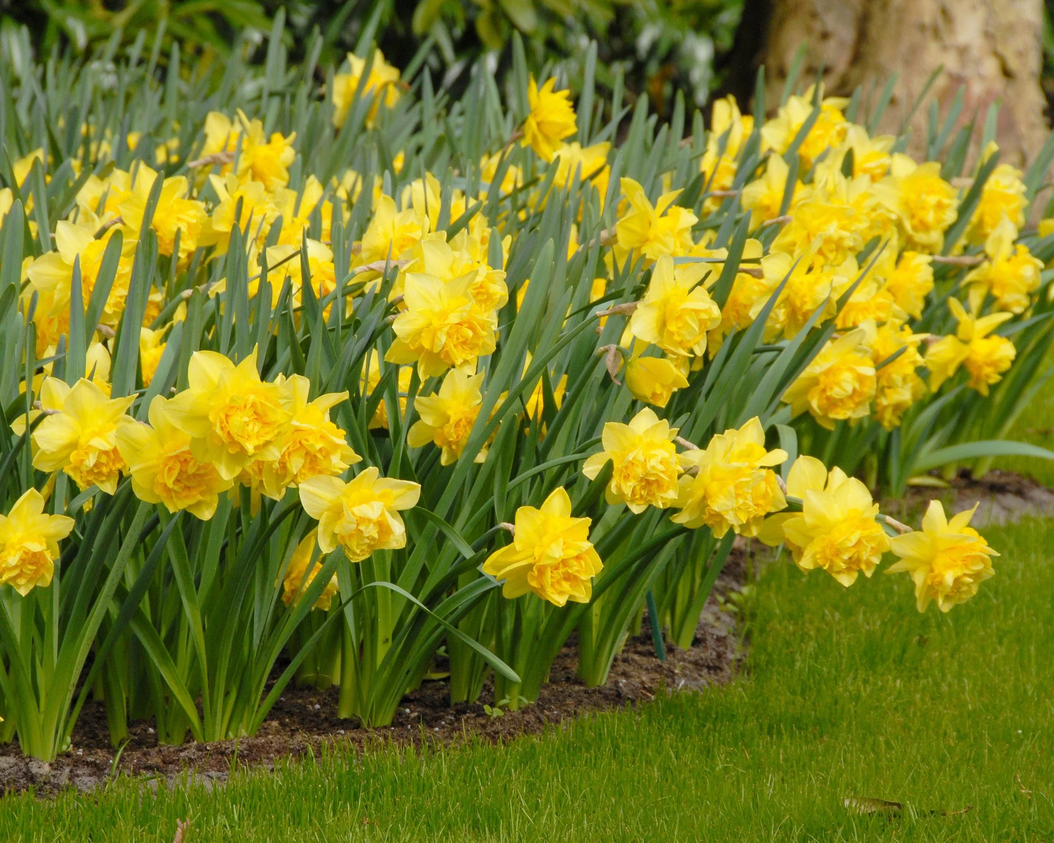 Narcissus 'Dick Wilden' - Image 3