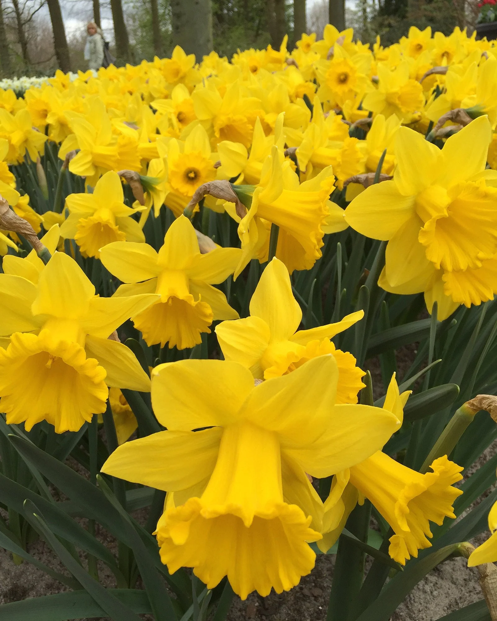 Narcissus 'Dutch Master'