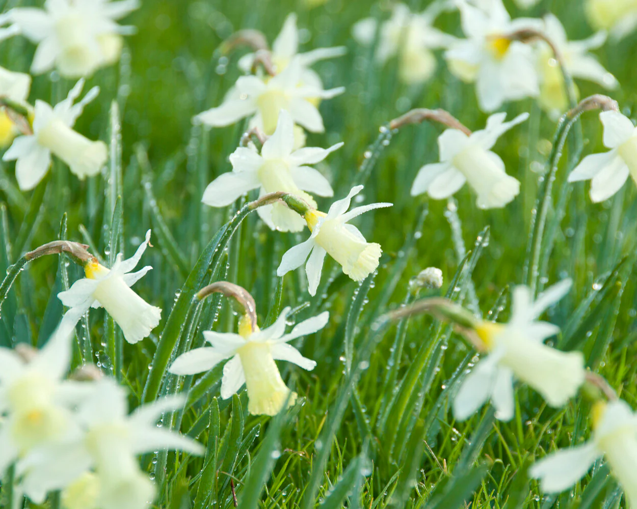 Narcissus 'Elka' - Image 3