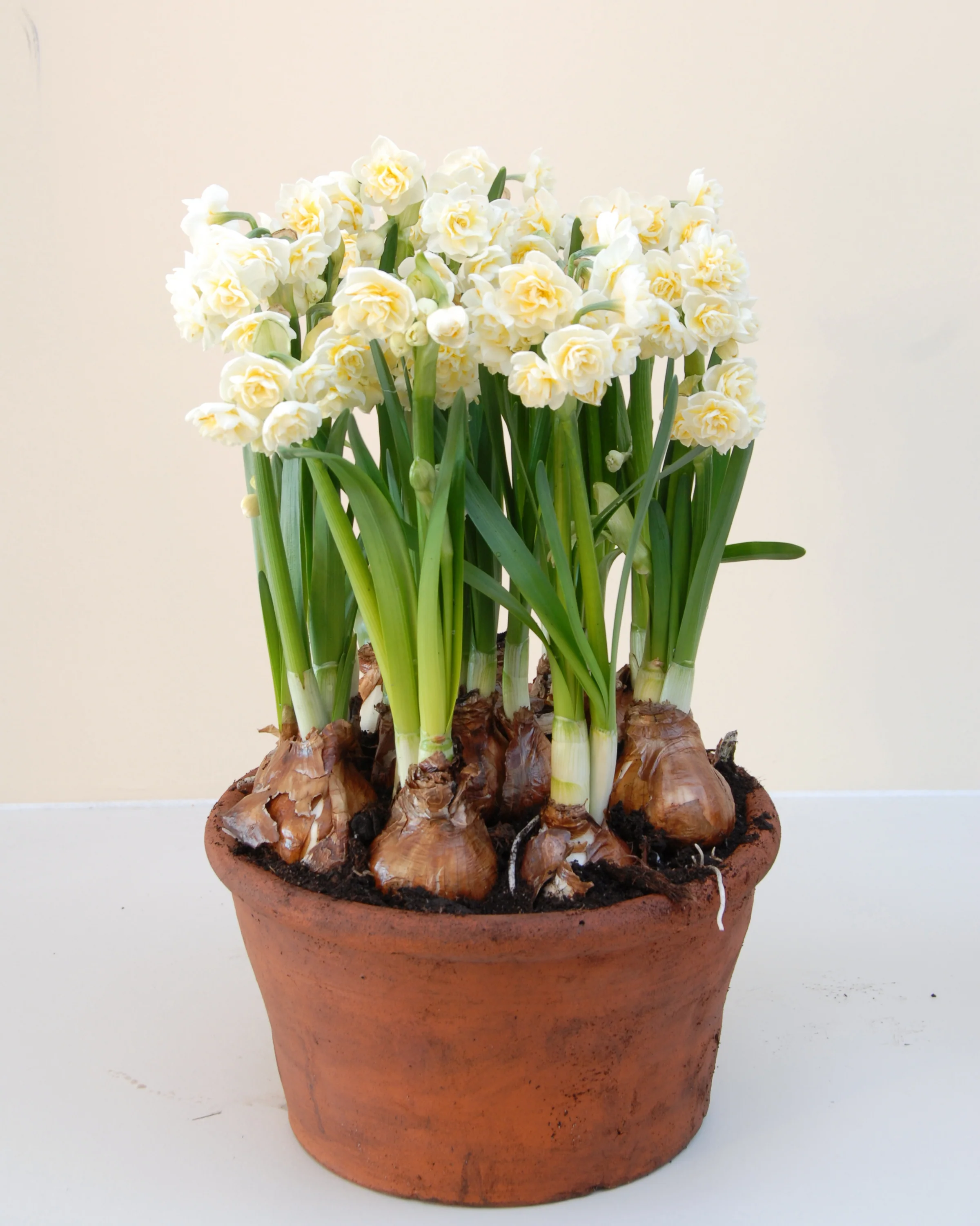 Narcissus 'Erlicheer' - Image 2