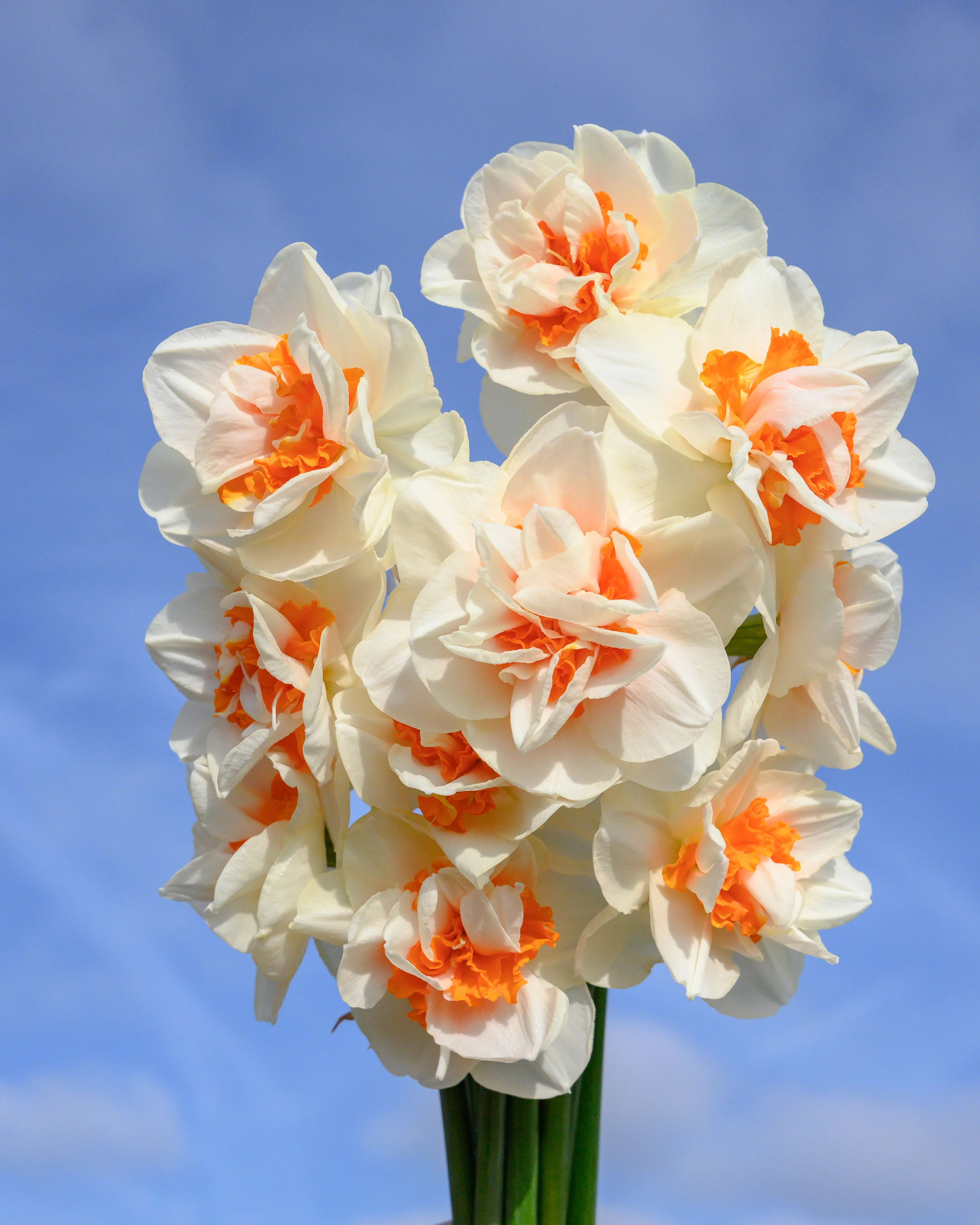 Narcissus 'Fragrant Spring' - Image 4