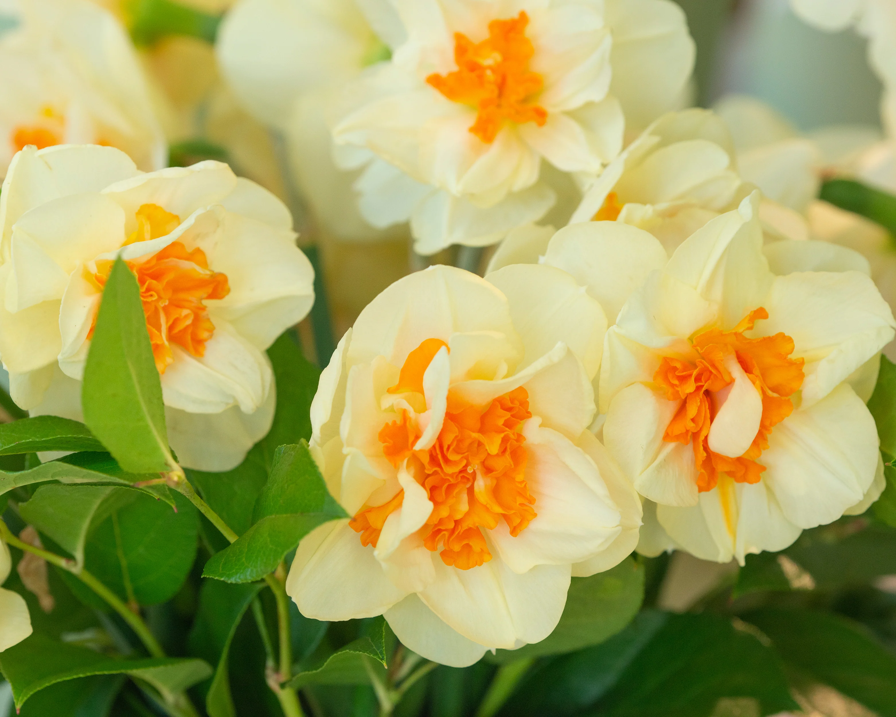 Narcissus 'Fragrant Spring' - Image 5
