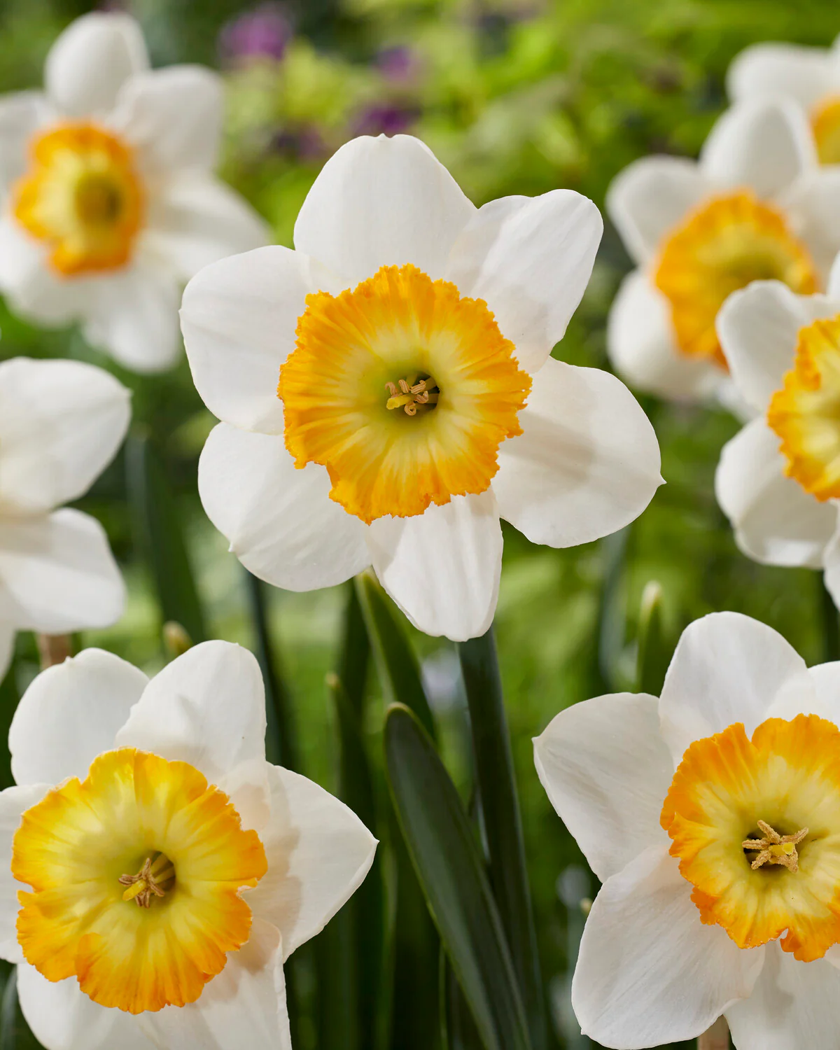 Narcissus 'Happy Smiles' - Image 6