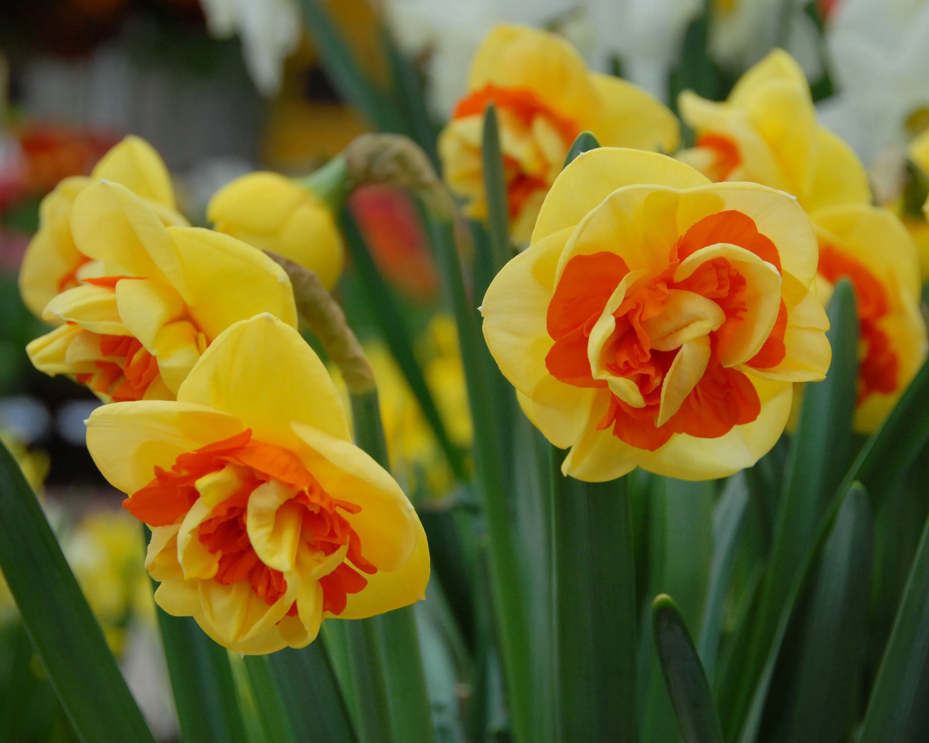 Narcissus 'Kiwi Sunset' - Image 2