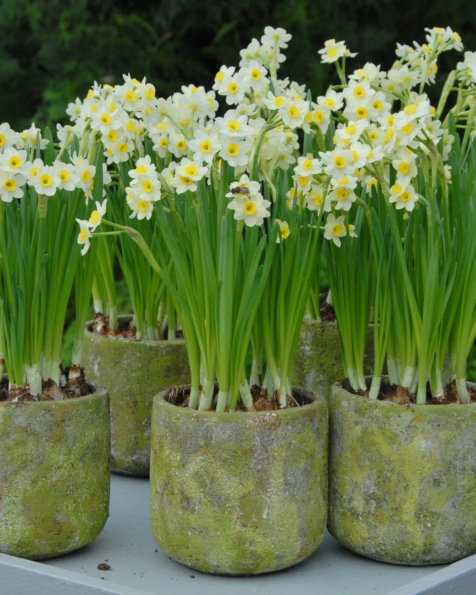 Narcissus 'Minnow' - Image 2