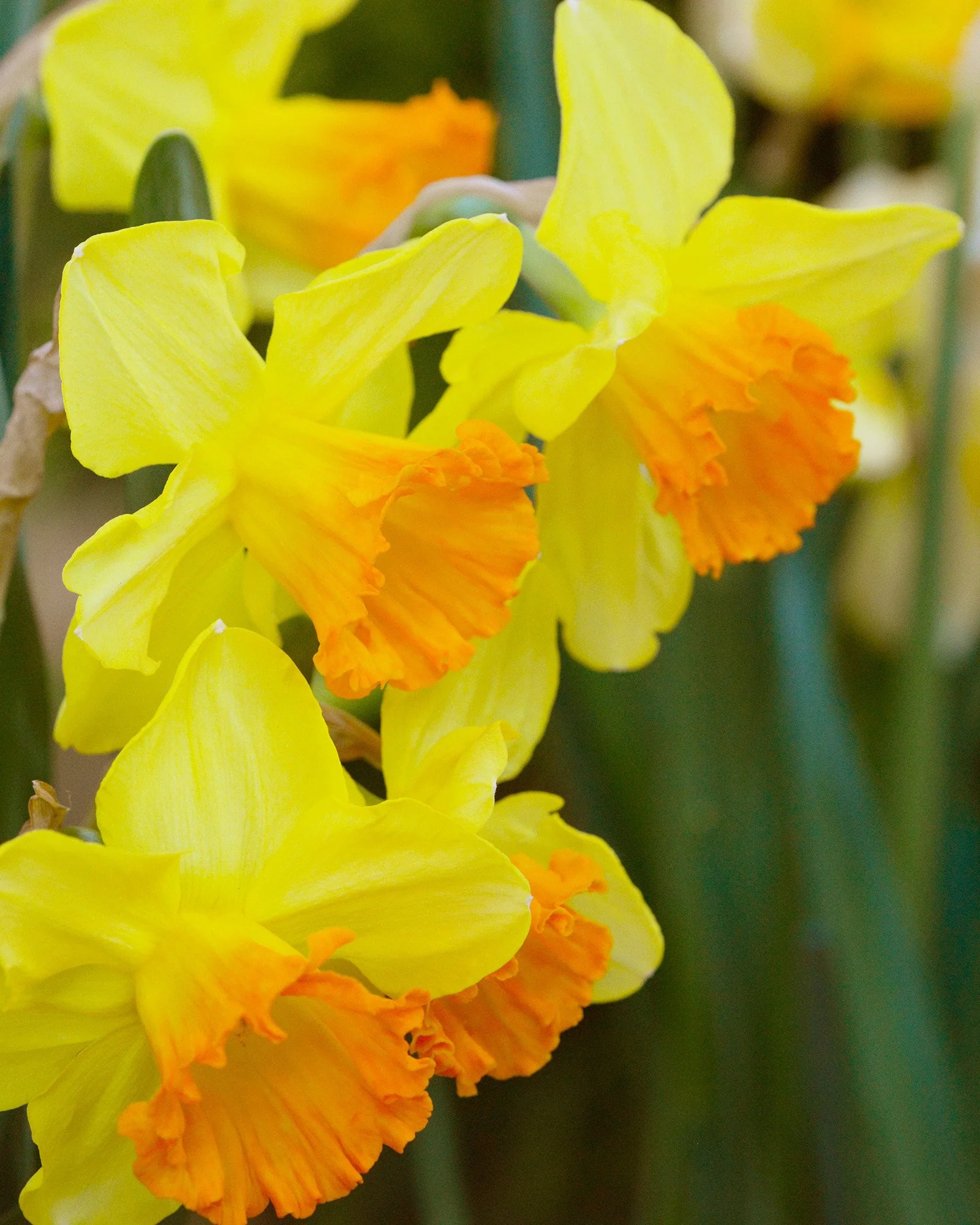 Narcissus 'Orange Progress'