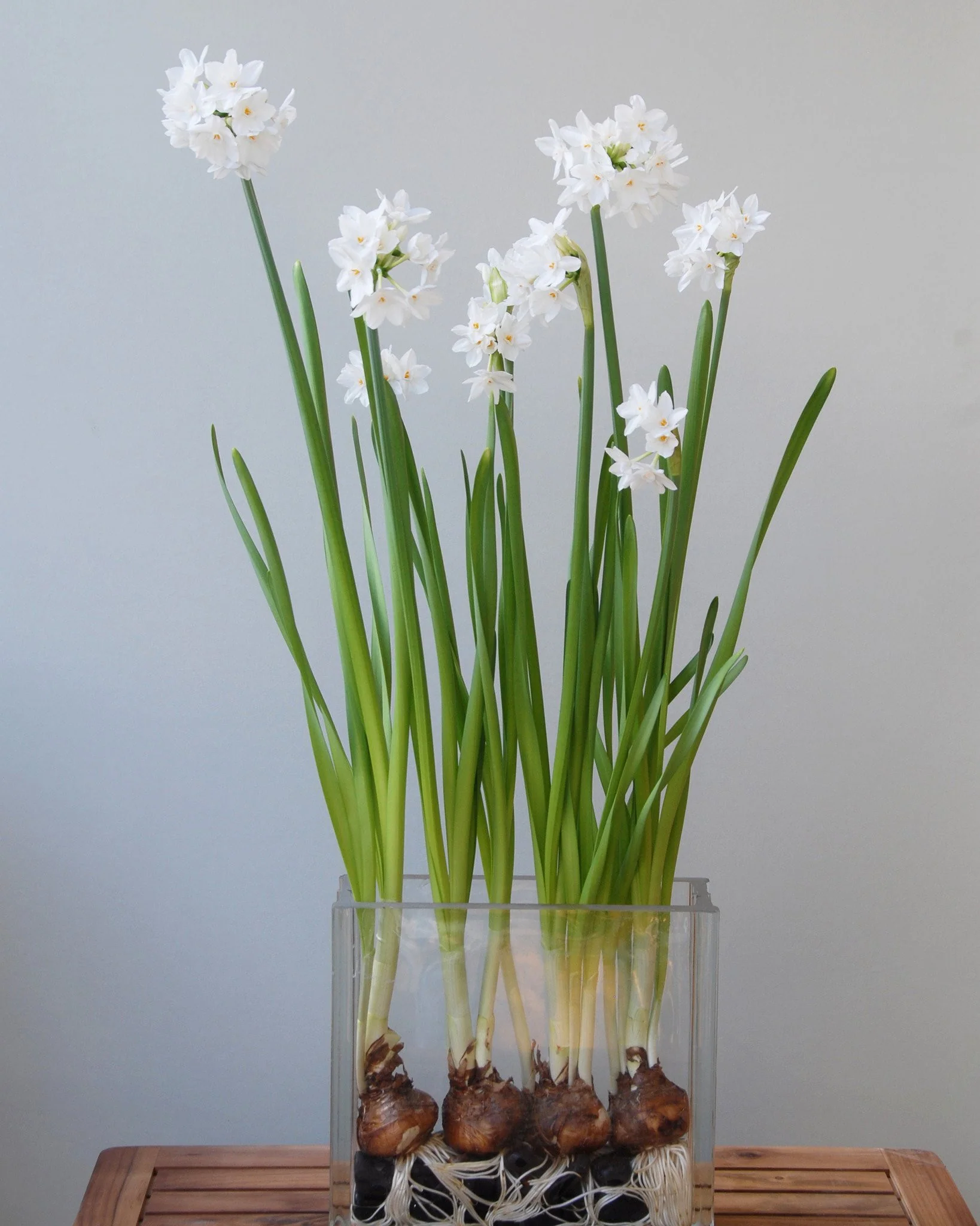 Narcissus tazetta 'Paperwhite'