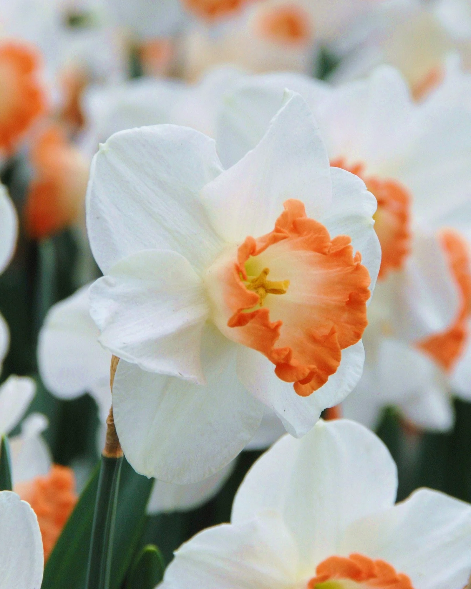Narcissus 'Pink Charm'