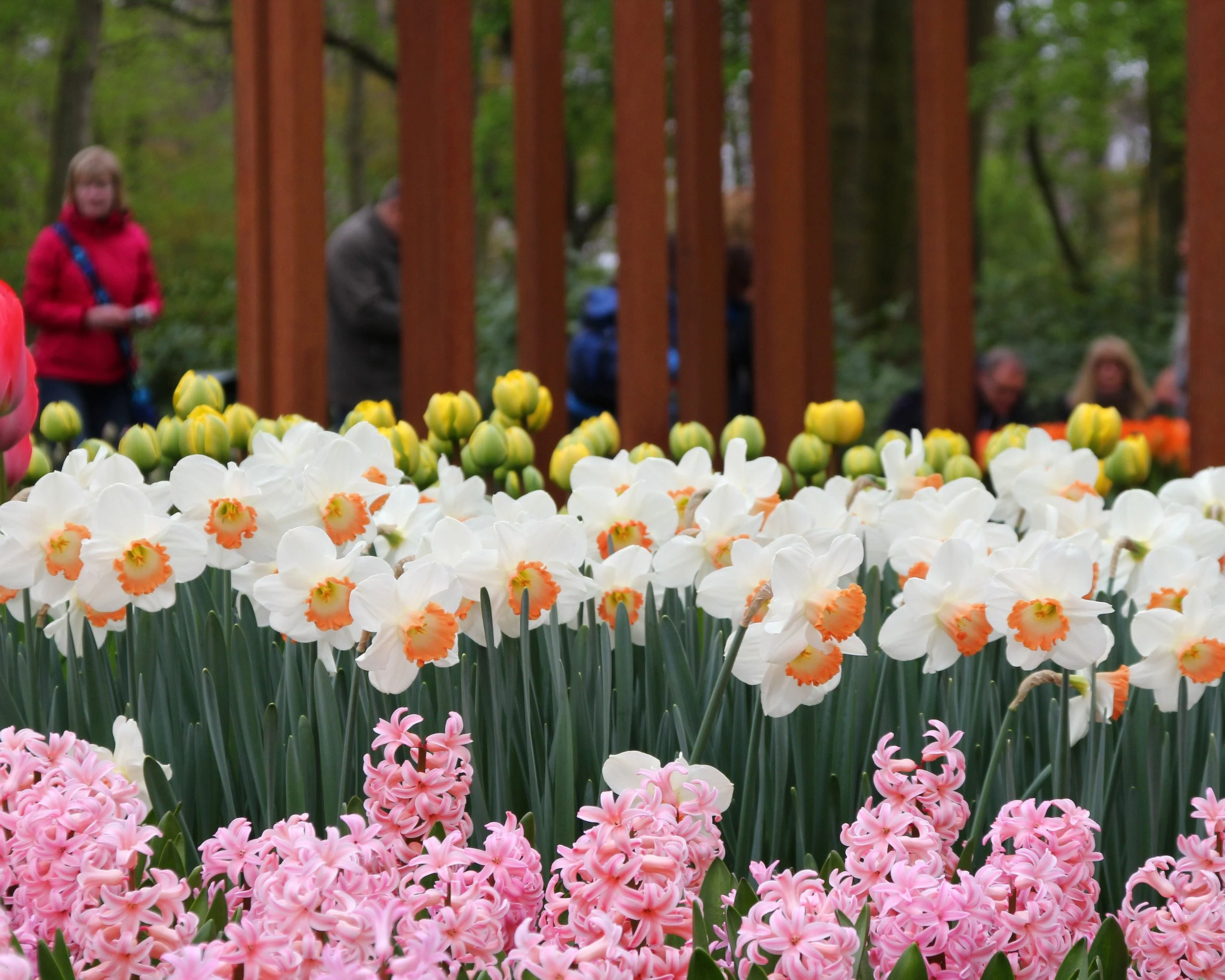 Narcissus 'Pink Charm' - Image 2