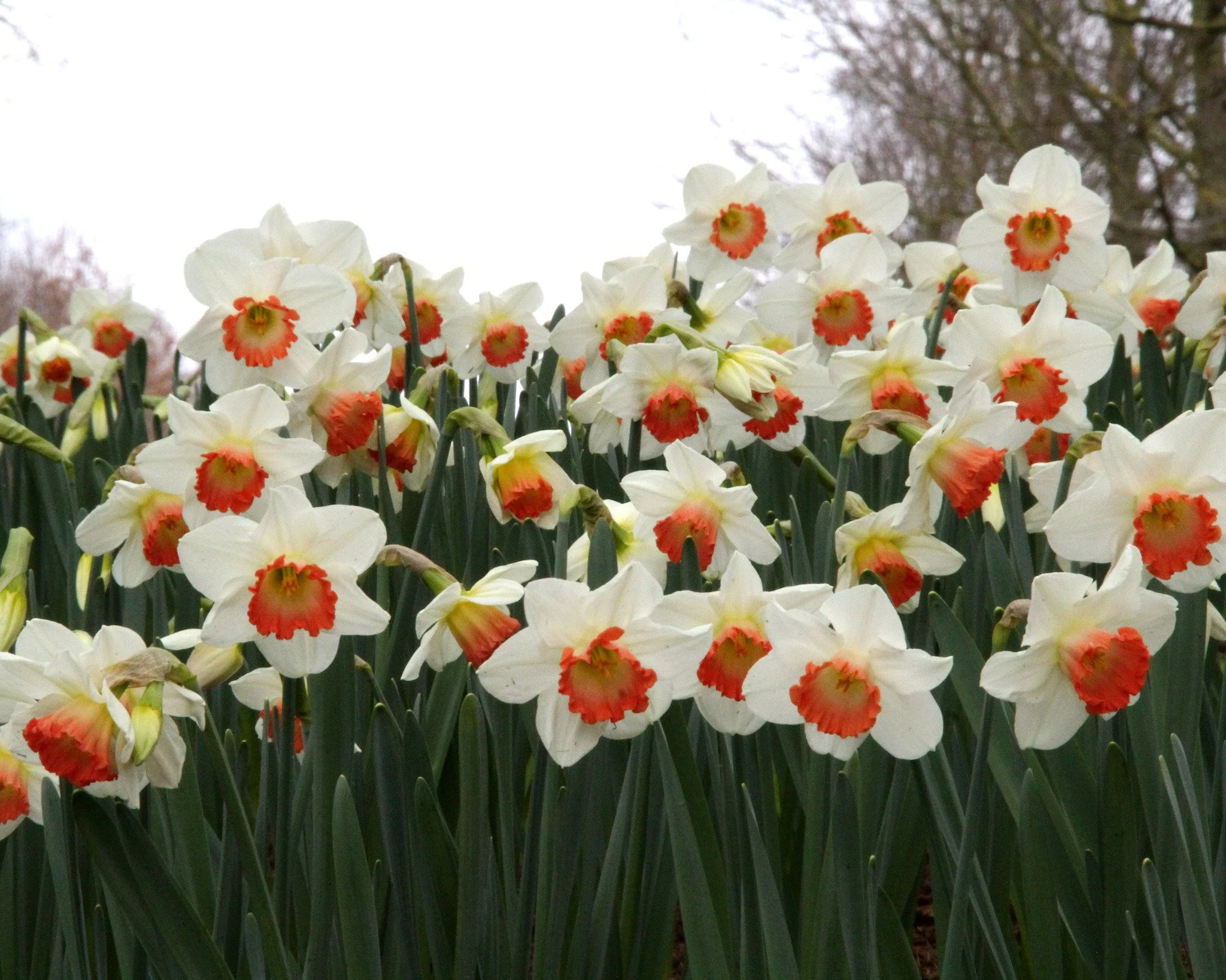 Narcissus 'Pink Charm' - Image 8