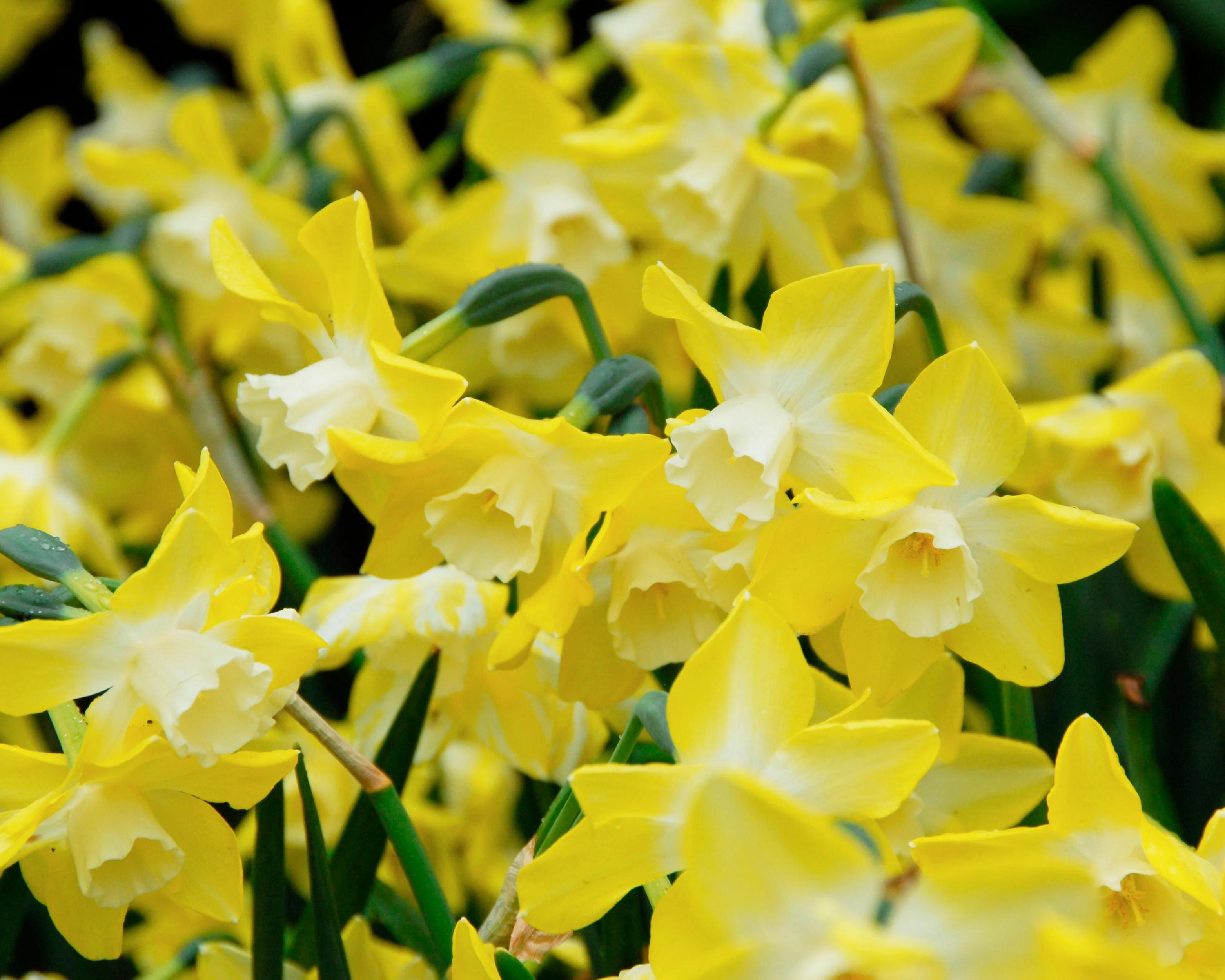 Narcissus 'Pipit' - Image 2