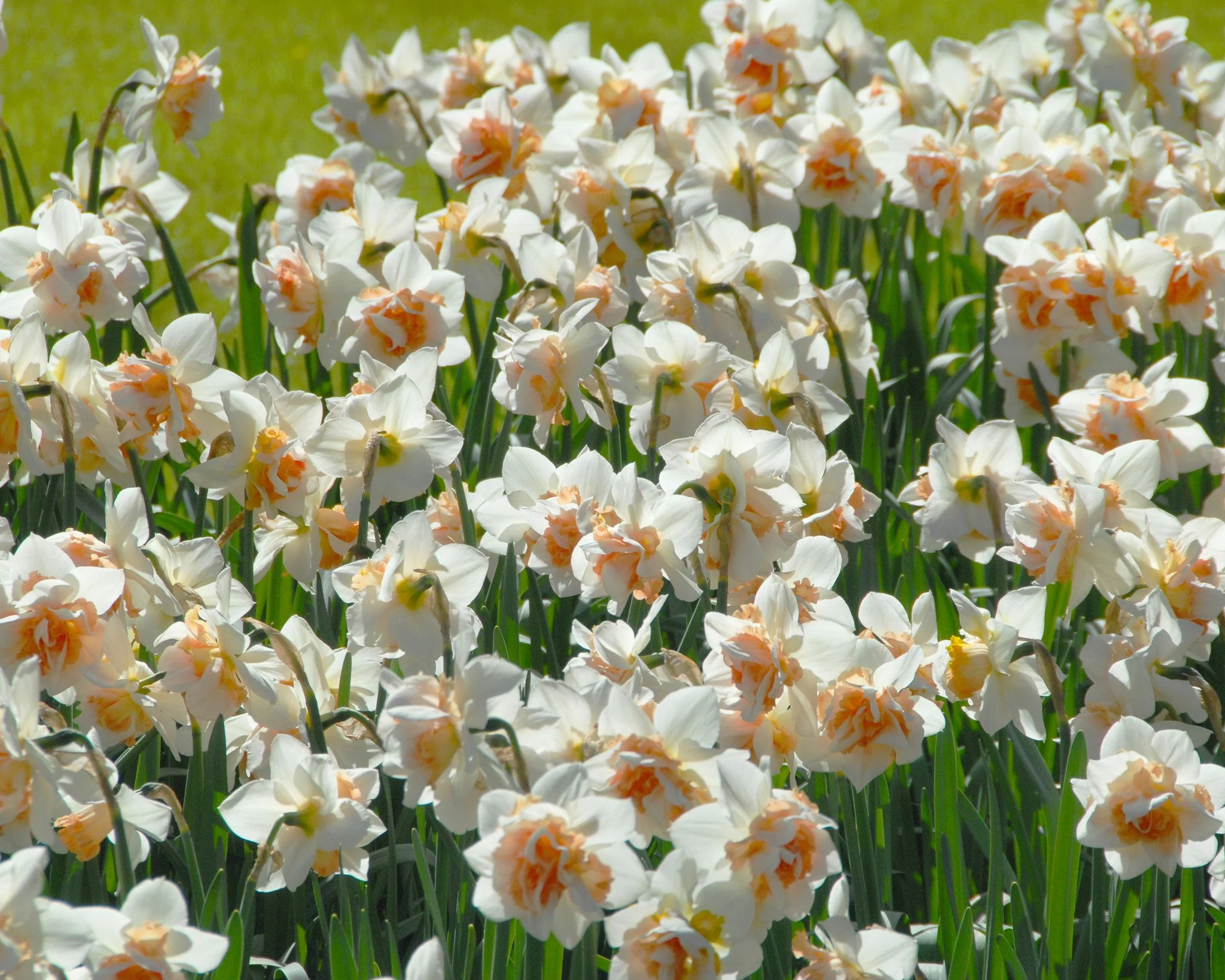 Narcissus 'Replete' - Image 5