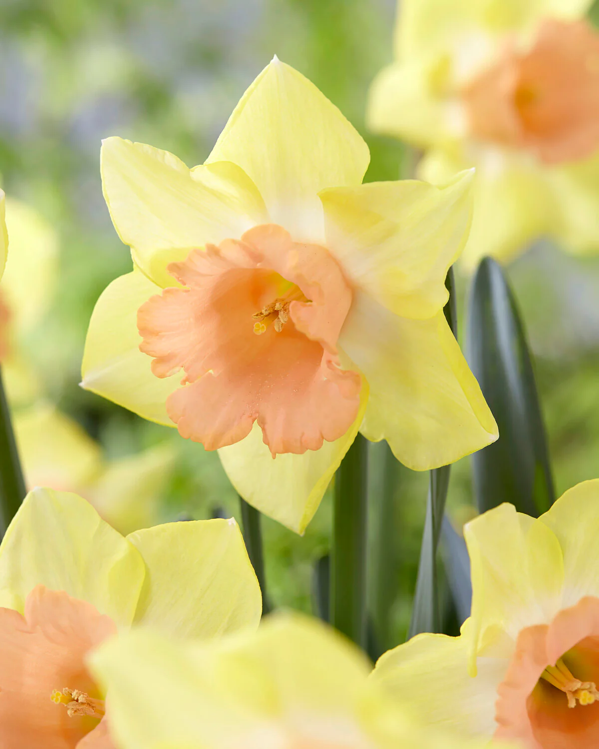 Narcissus 'Tom Pouce'