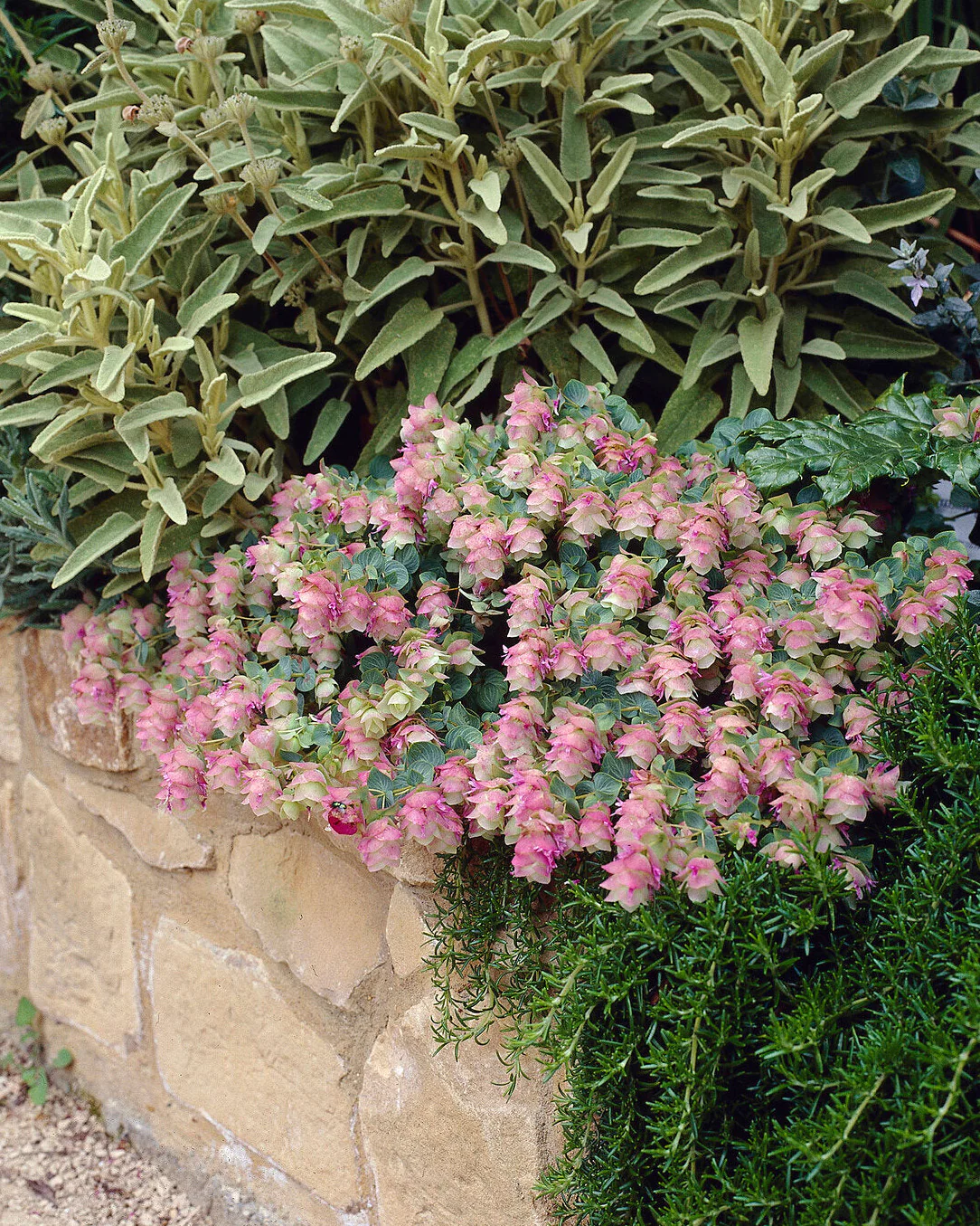 Origanum 'Kent Beauty' - Image 2