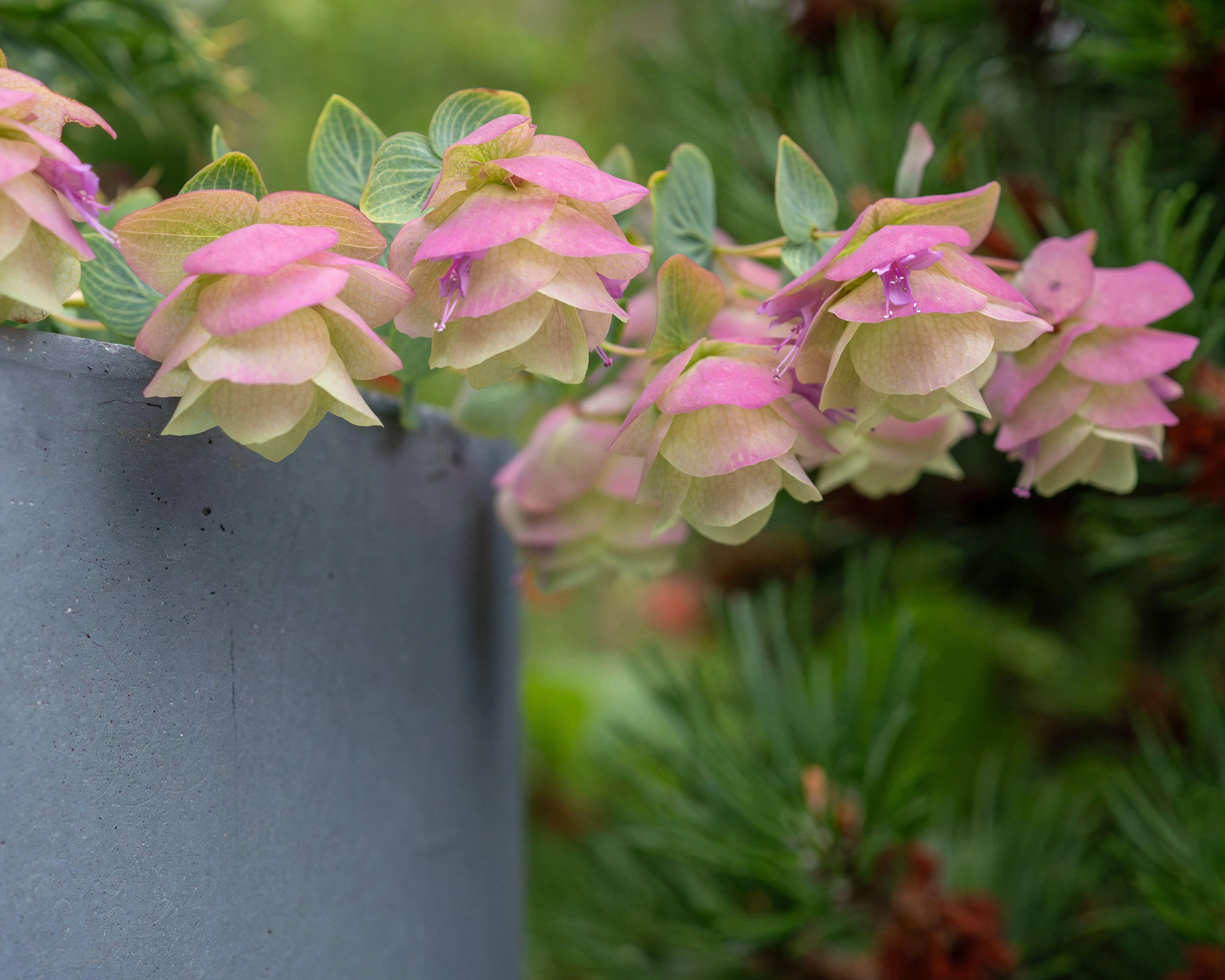 Origanum 'Kent Beauty' - Image 3