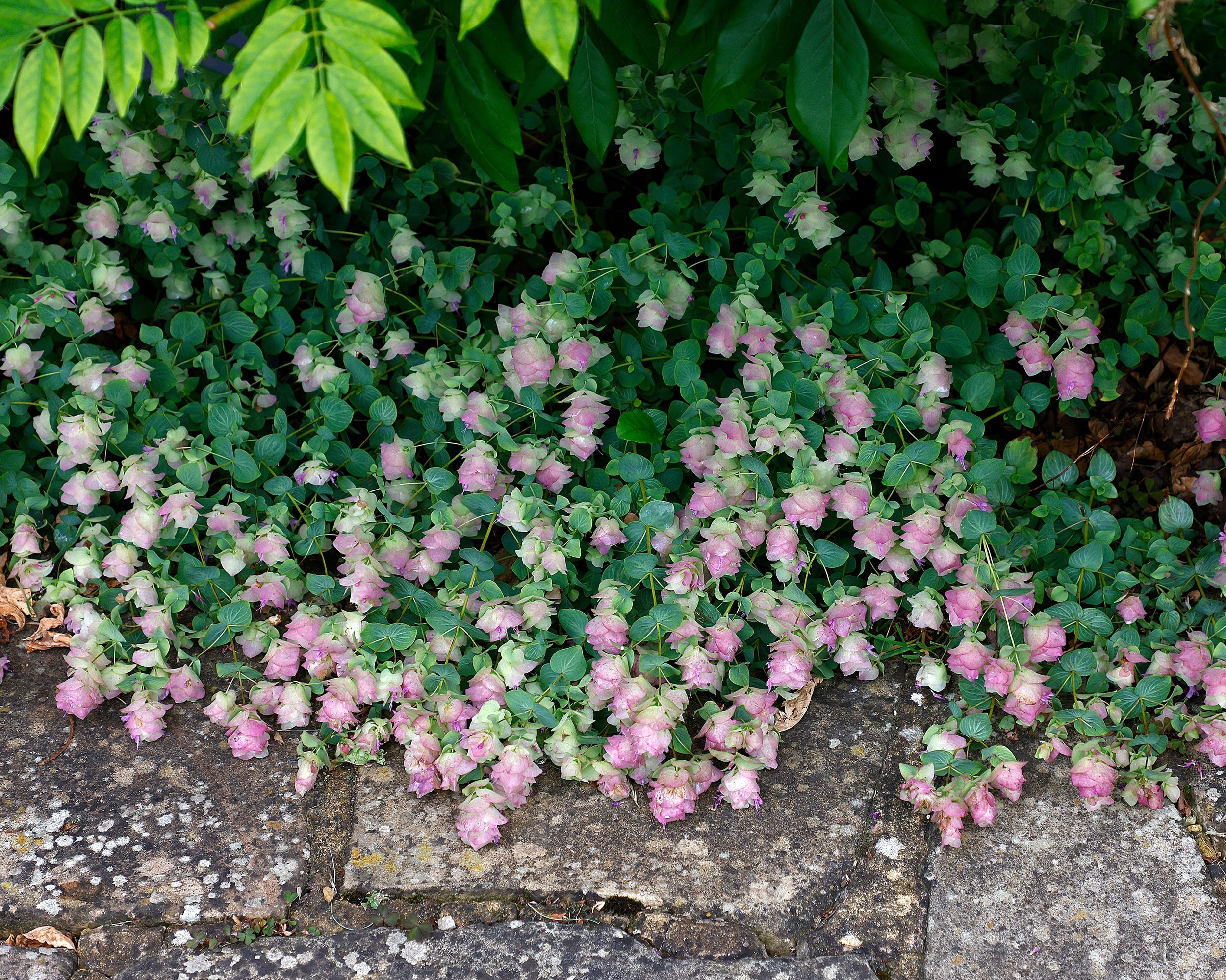 Origanum 'Kent Beauty' - Image 6