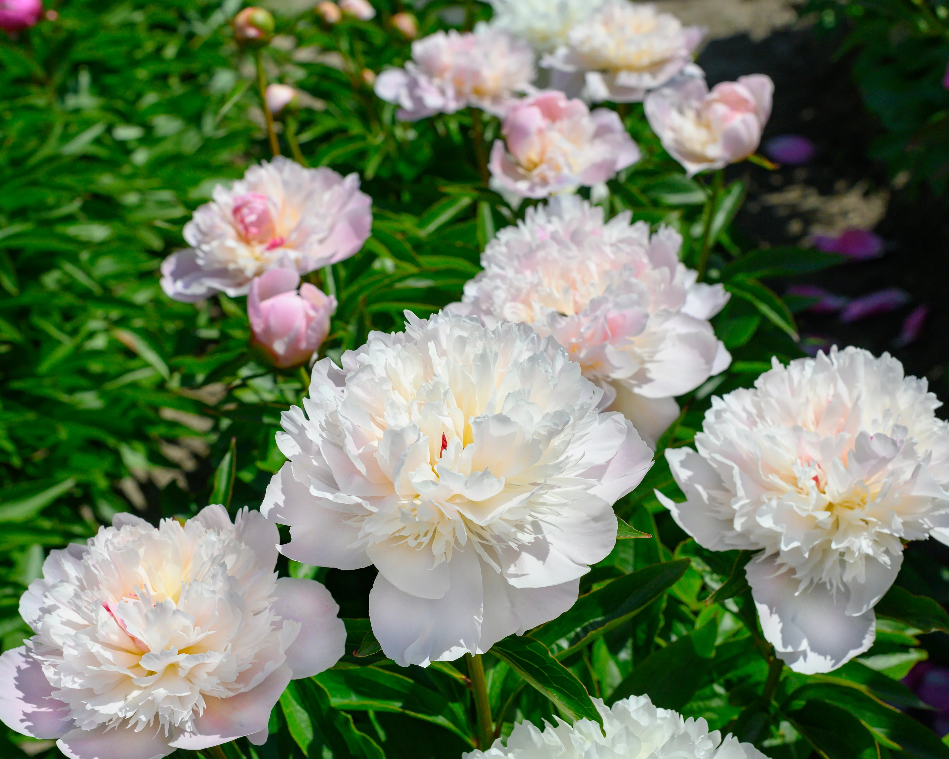 Paeonia 'Alertie' - Image 2