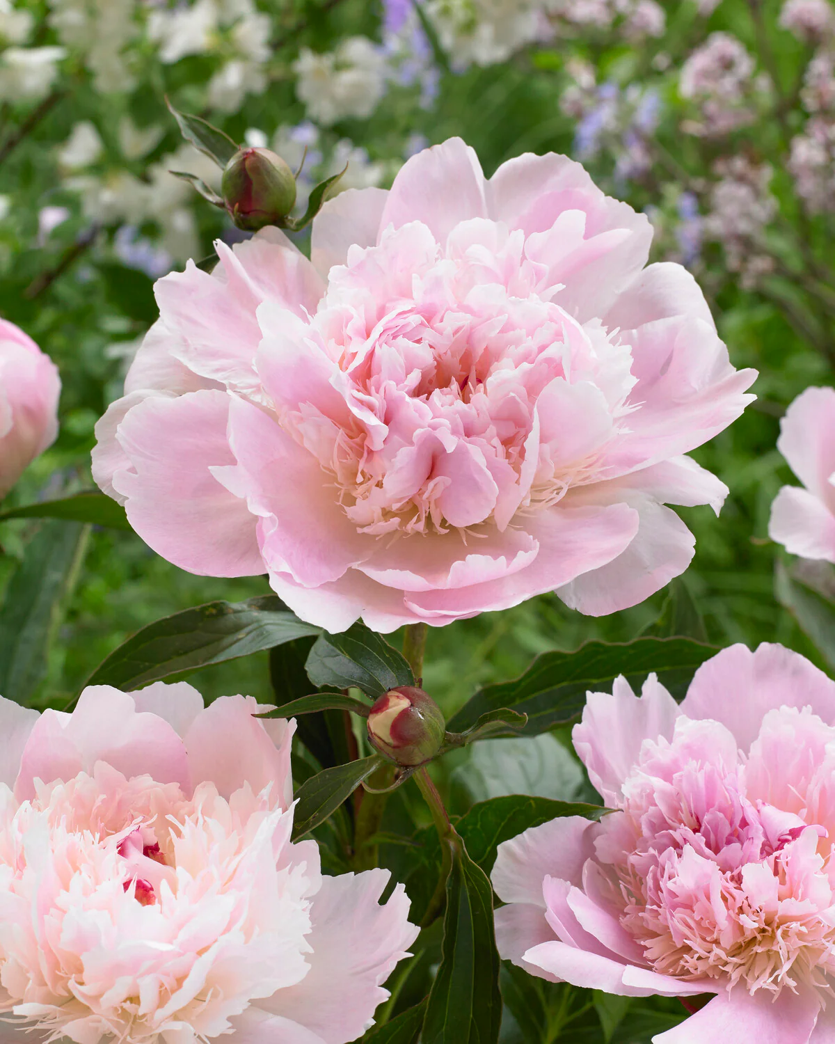 Paeonia 'Alertie' - Image 3