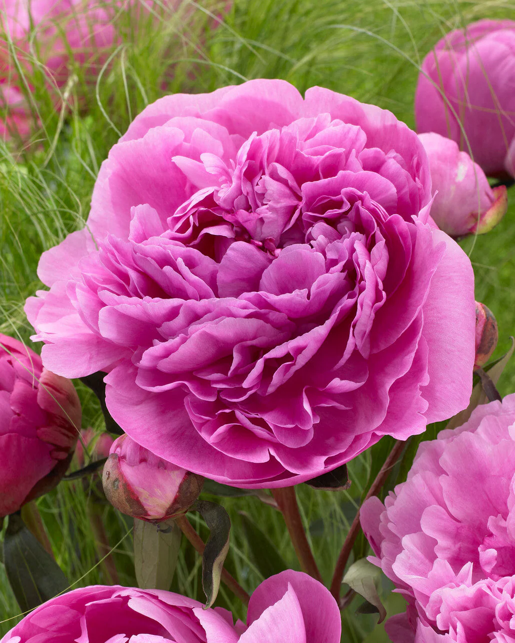 Paeonia 'Alexander Fleming'