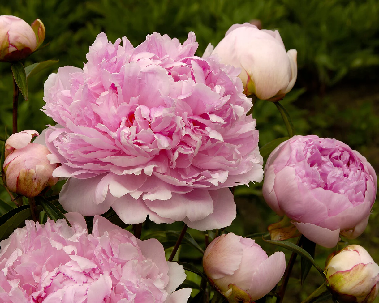 Paeonia 'Alexander Fleming' - Image 6