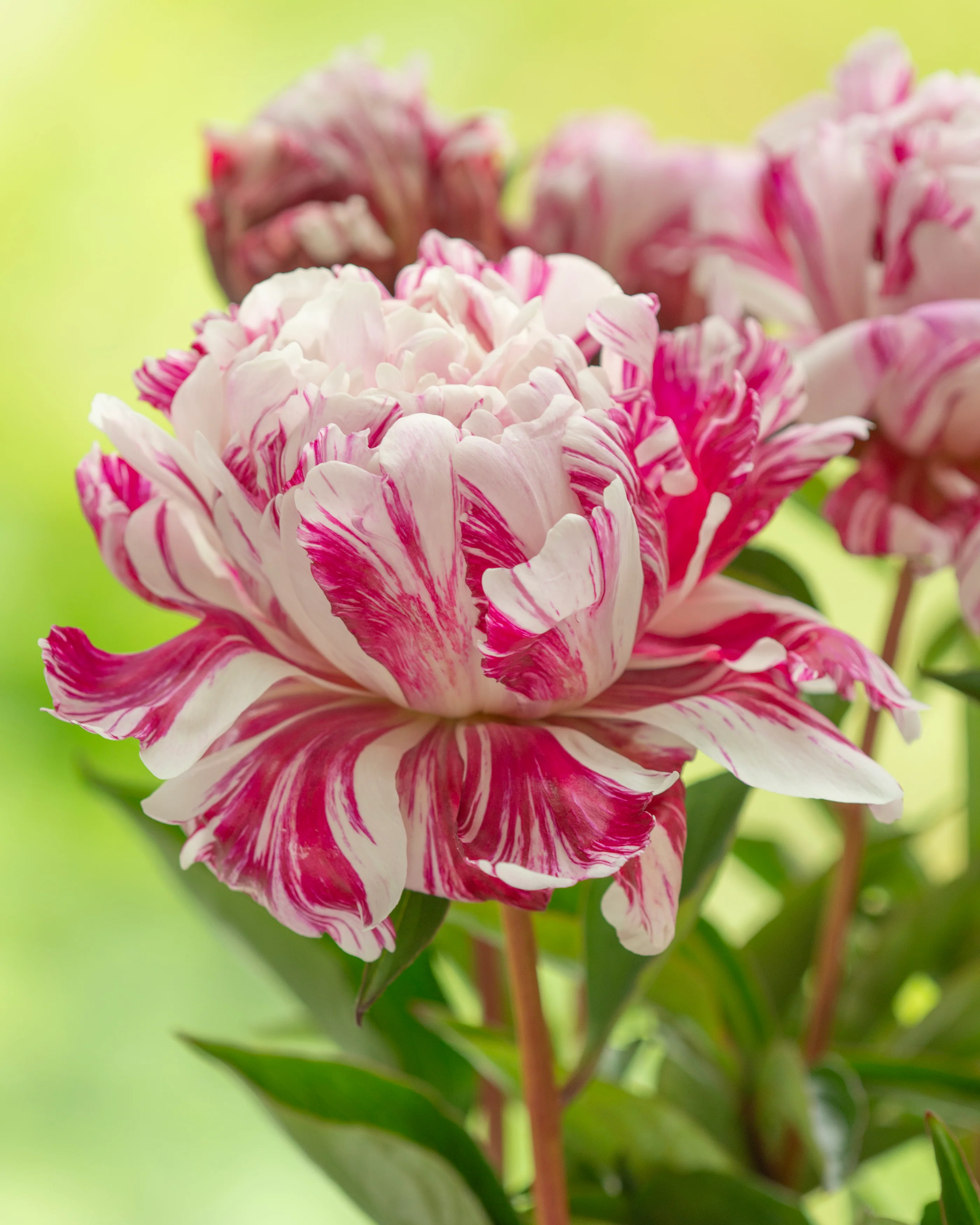 Paeonia 'Candy Stripe'