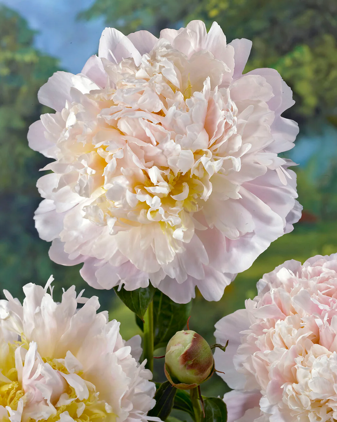 Paeonia 'Cheddar Cheese' - Image 3