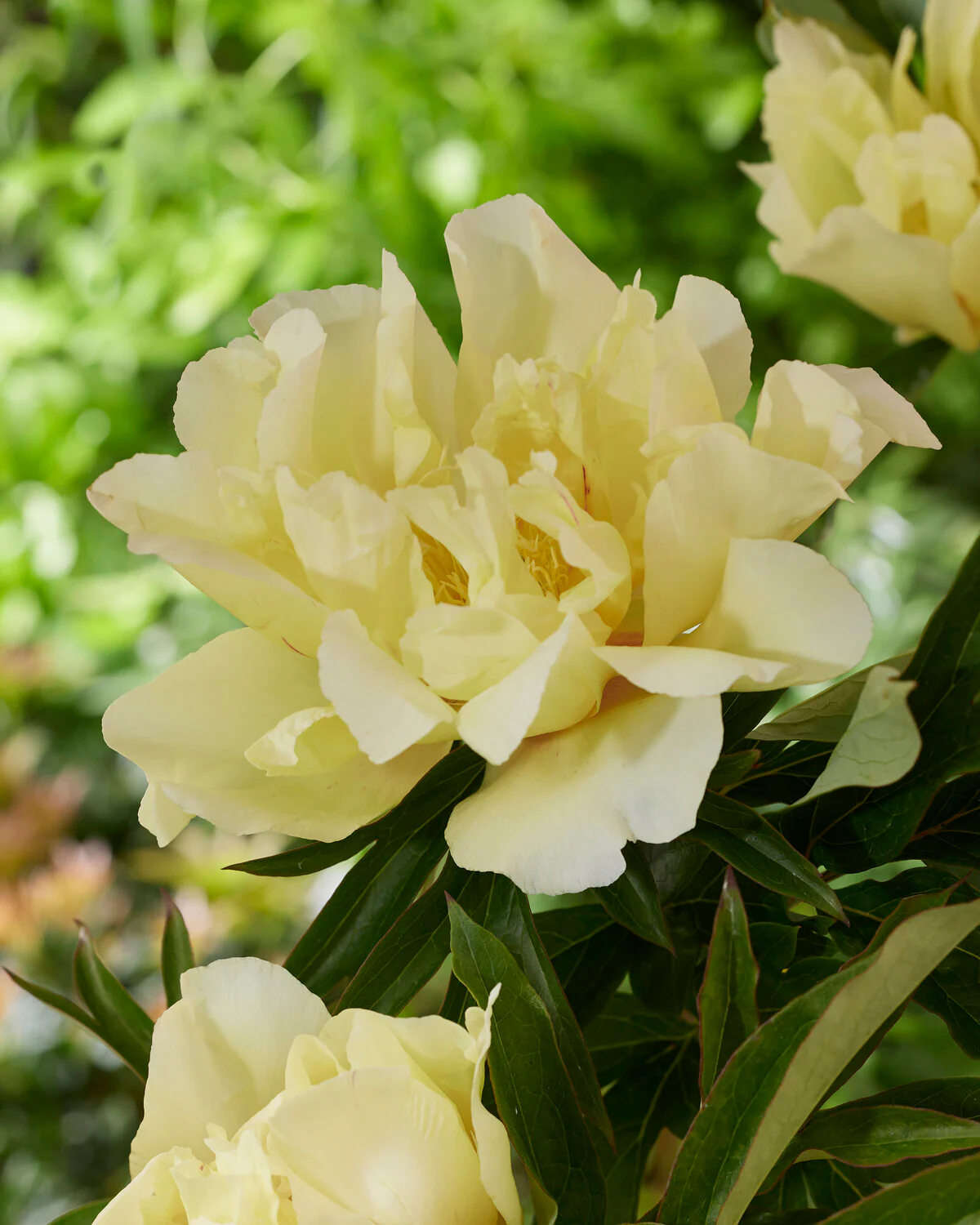Paeonia 'Lemon Dream' - Image 2