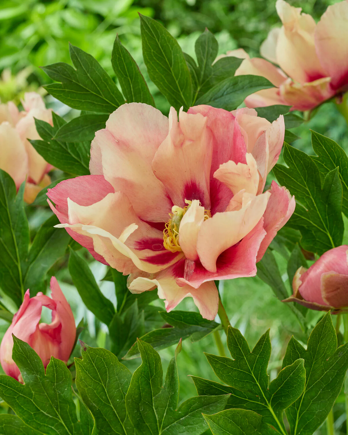 Paeonia 'Old Rose Dandy' - Image 2