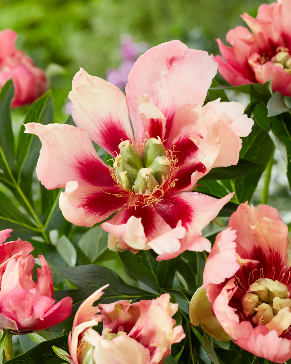 Paeonia 'Old Rose Dandy' - Image 5