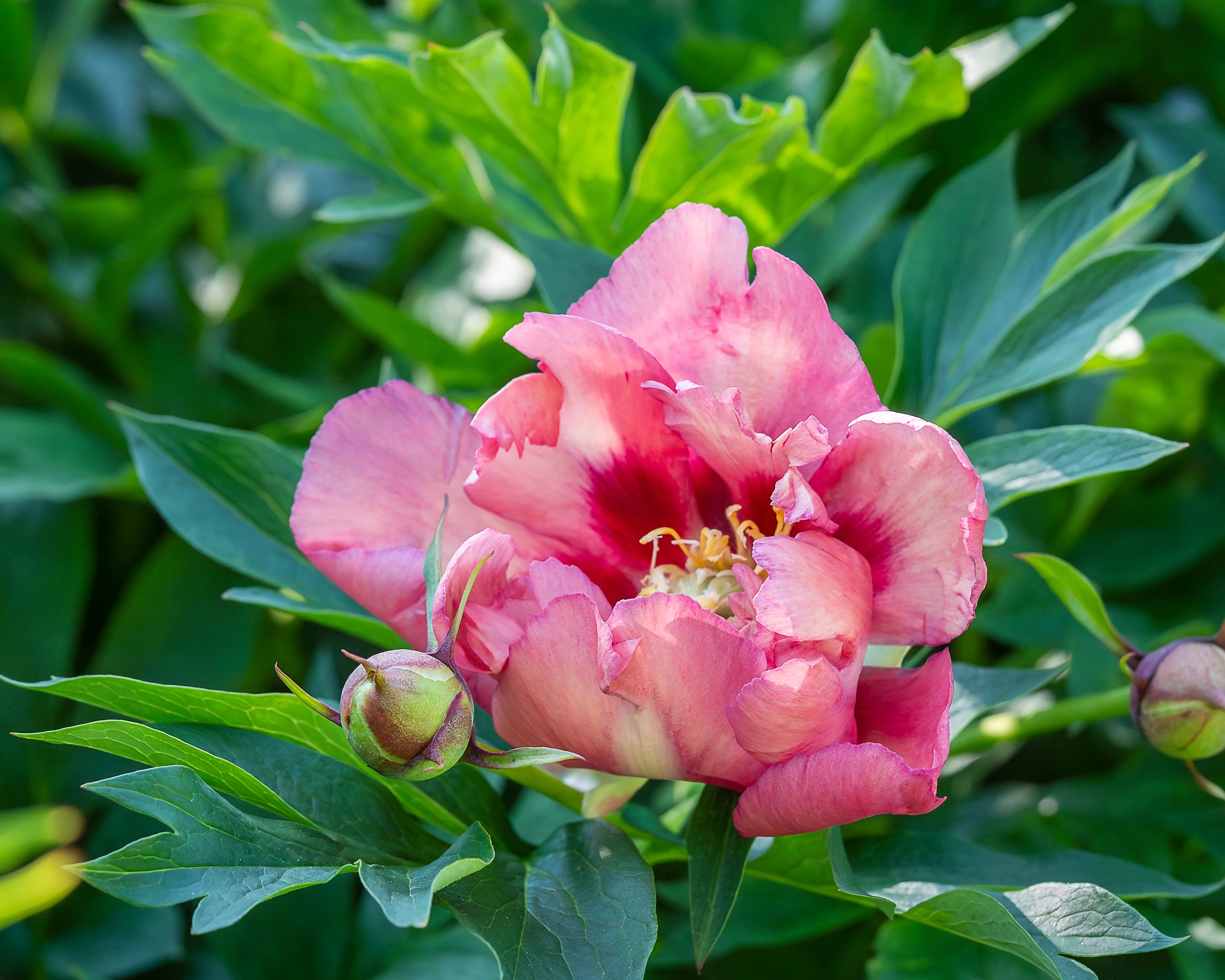 Paeonia 'Old Rose Dandy' - Image 6