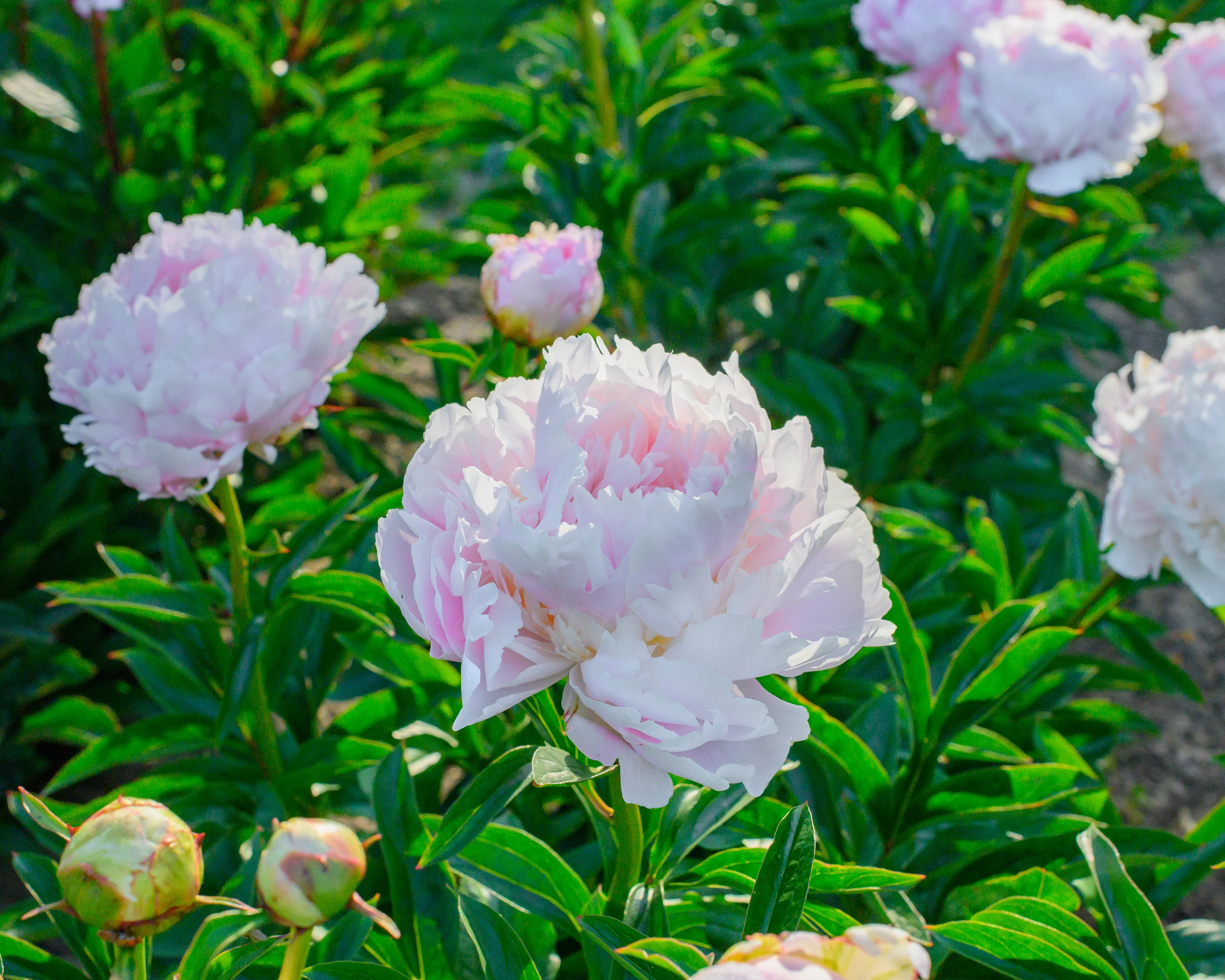 Paeonia 'Pillow Talk' - Image 4