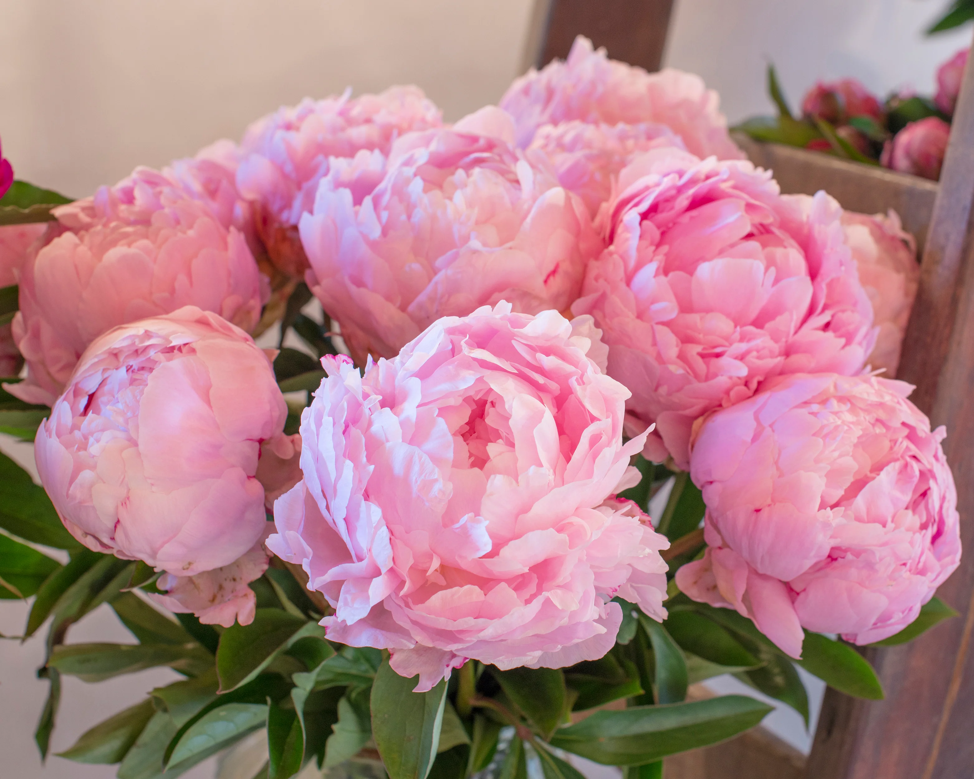 Paeonia 'Pillow Talk' - Image 8