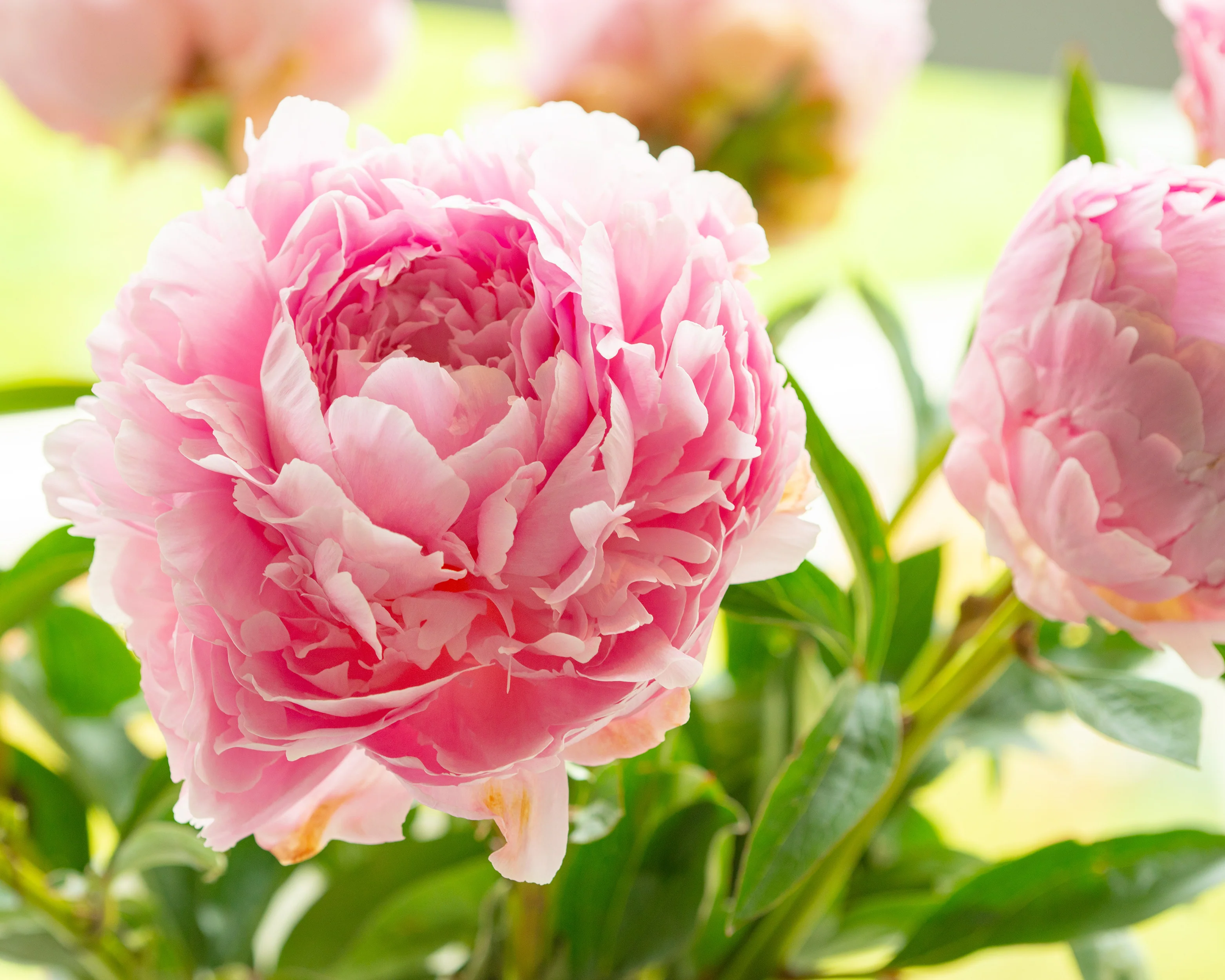 Paeonia 'Pillow Talk' - Image 9