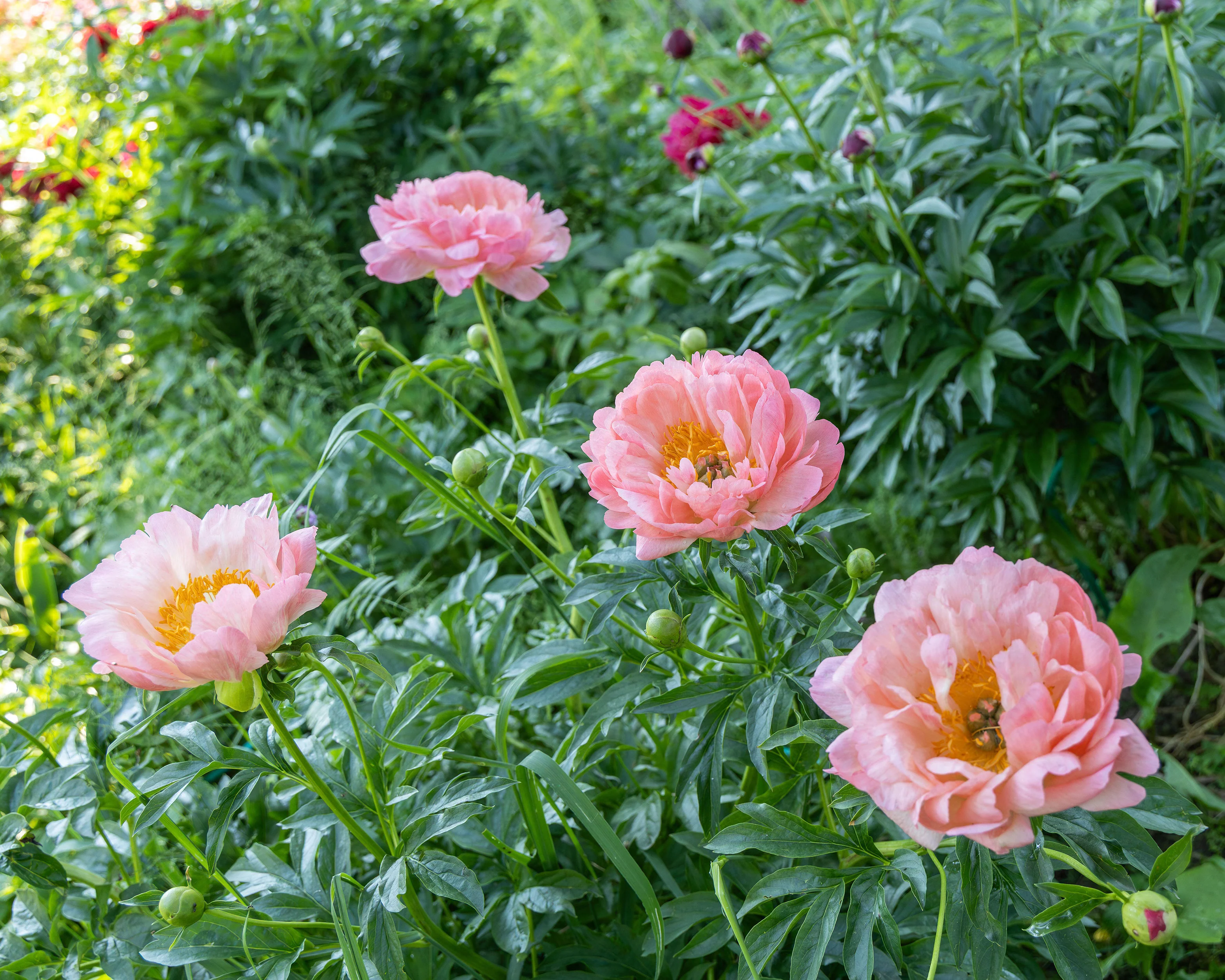 Paeonia 'Pink Hawaiian Coral' - Image 3