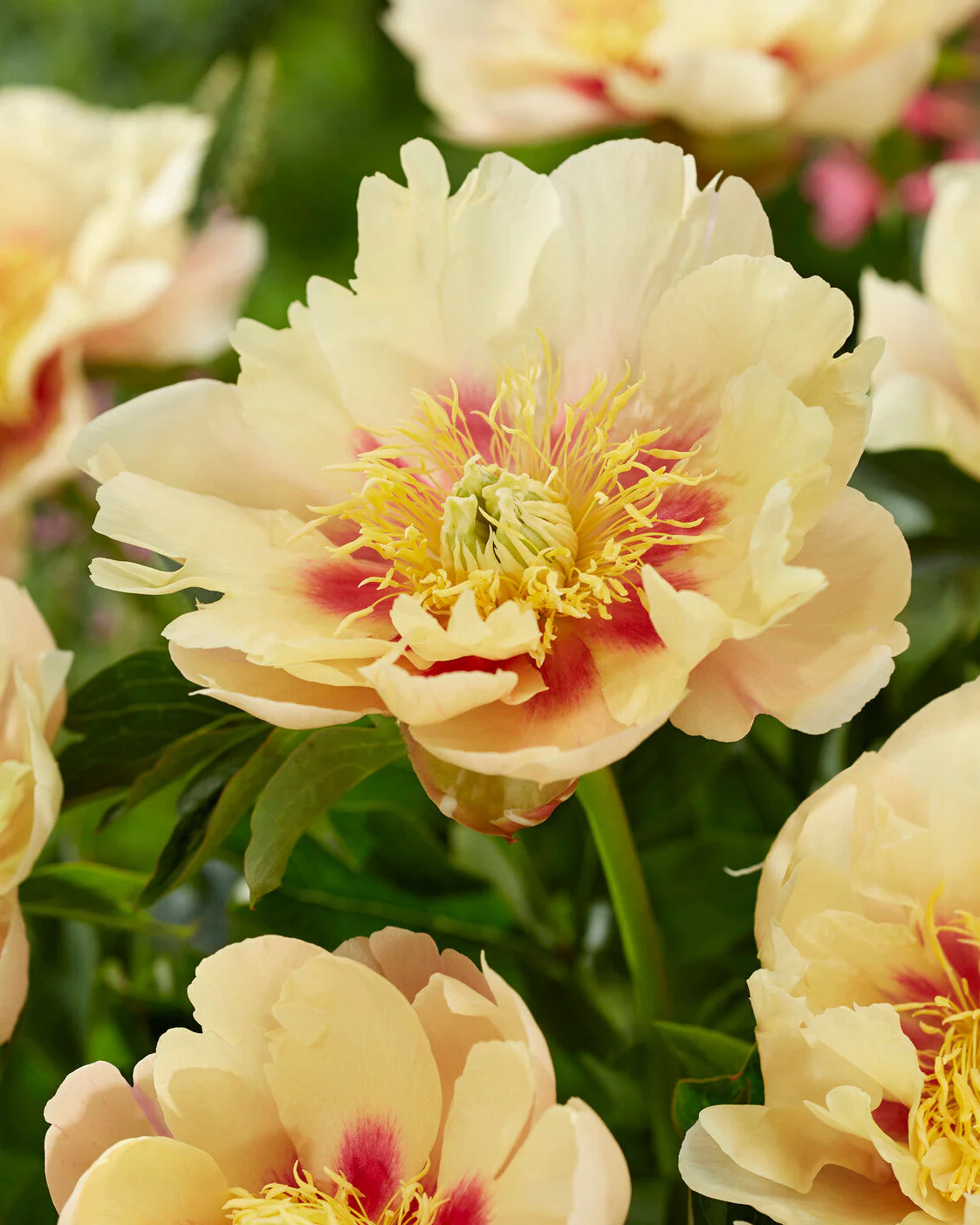 Paeonia 'Prairie Charm'
