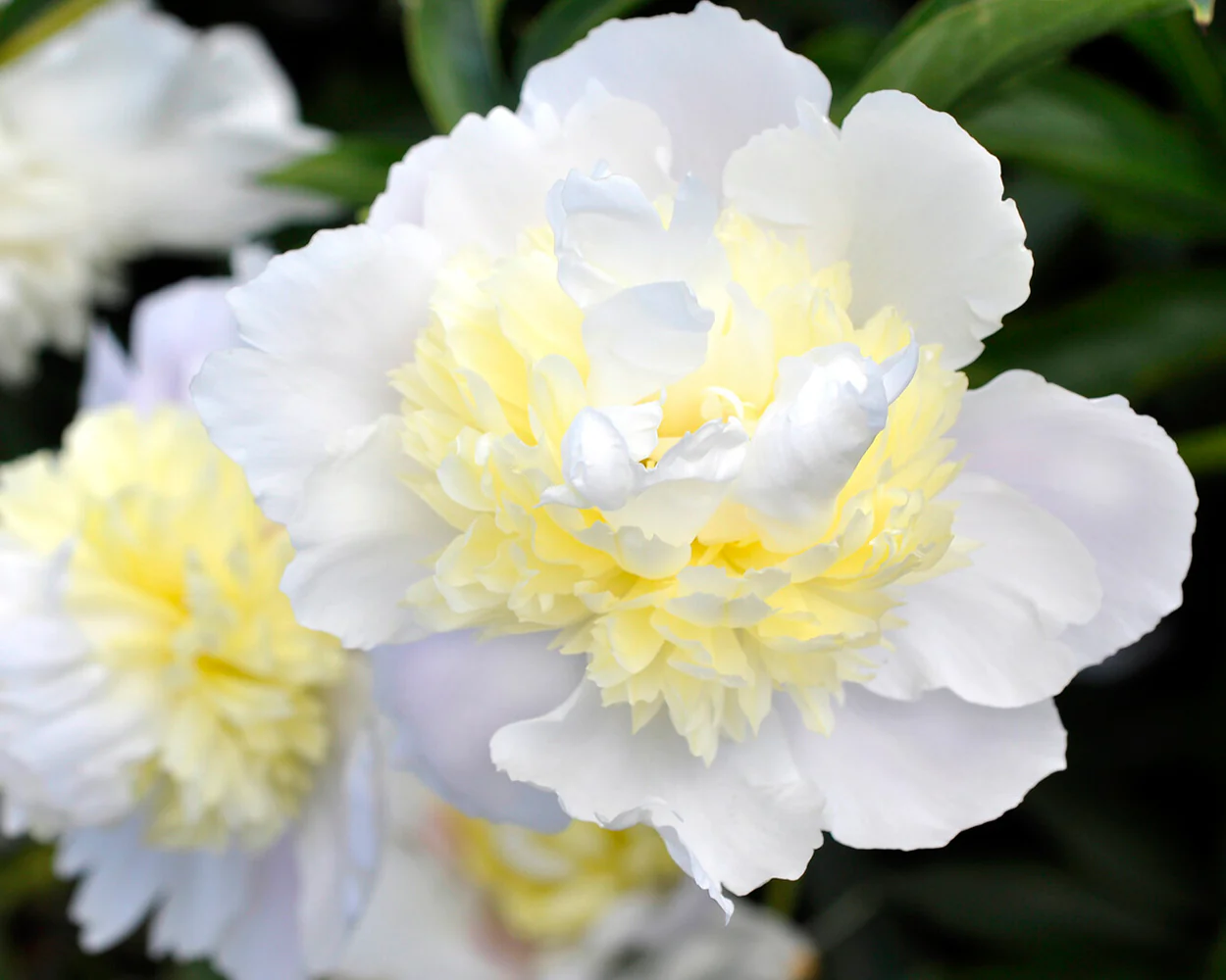 Paeonia 'Primevère' - Image 2