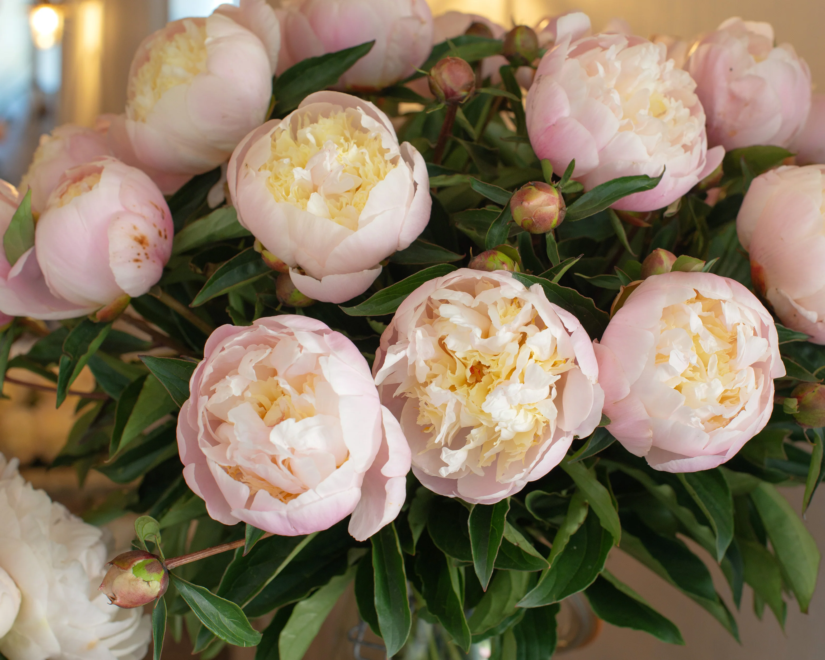 Paeonia 'Primevère' - Image 3