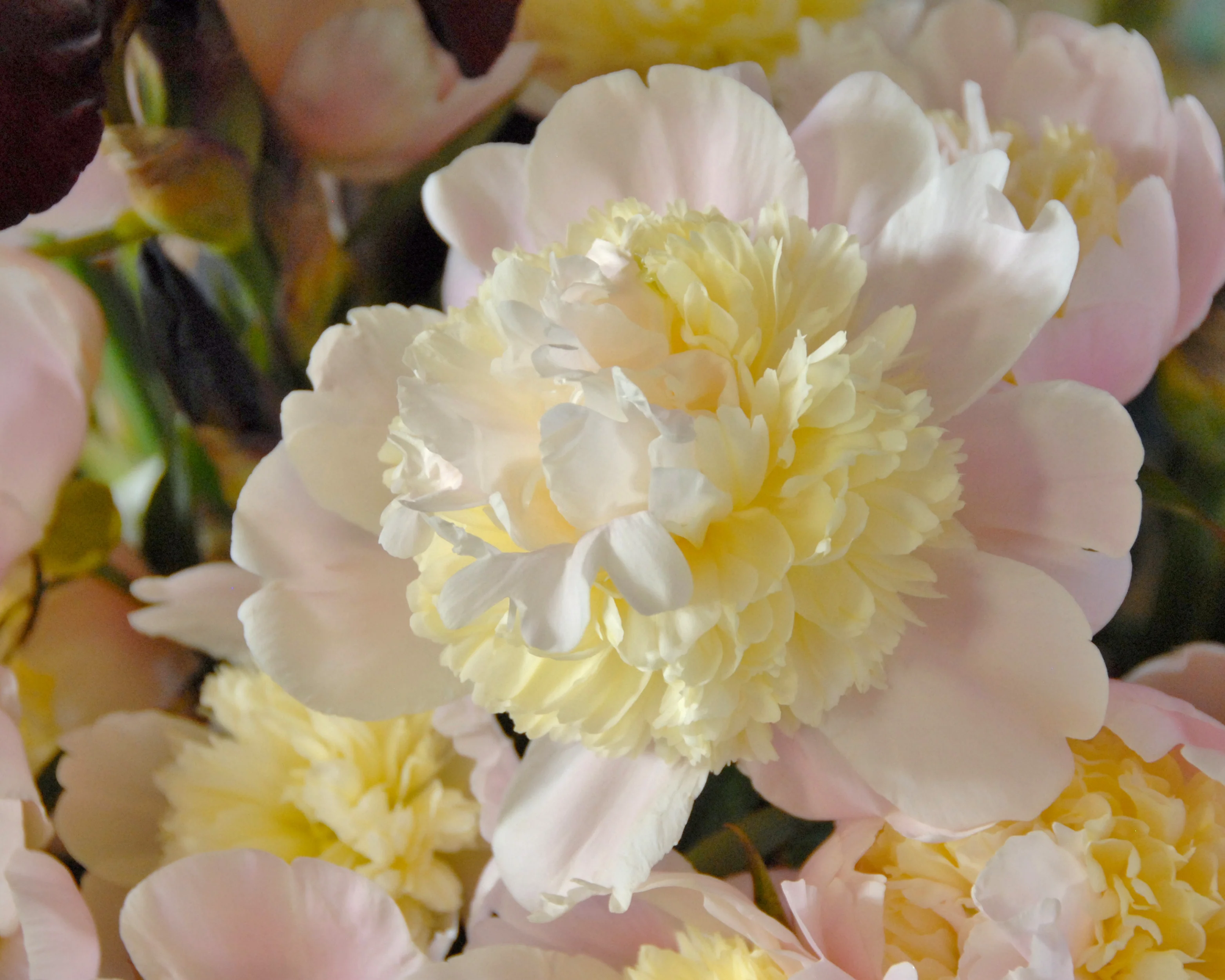 Paeonia 'Primevère' - Image 4