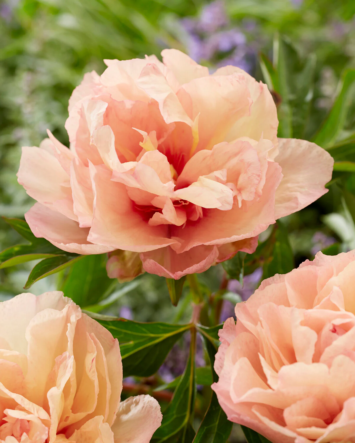 Paeonia 'Royal Blush'