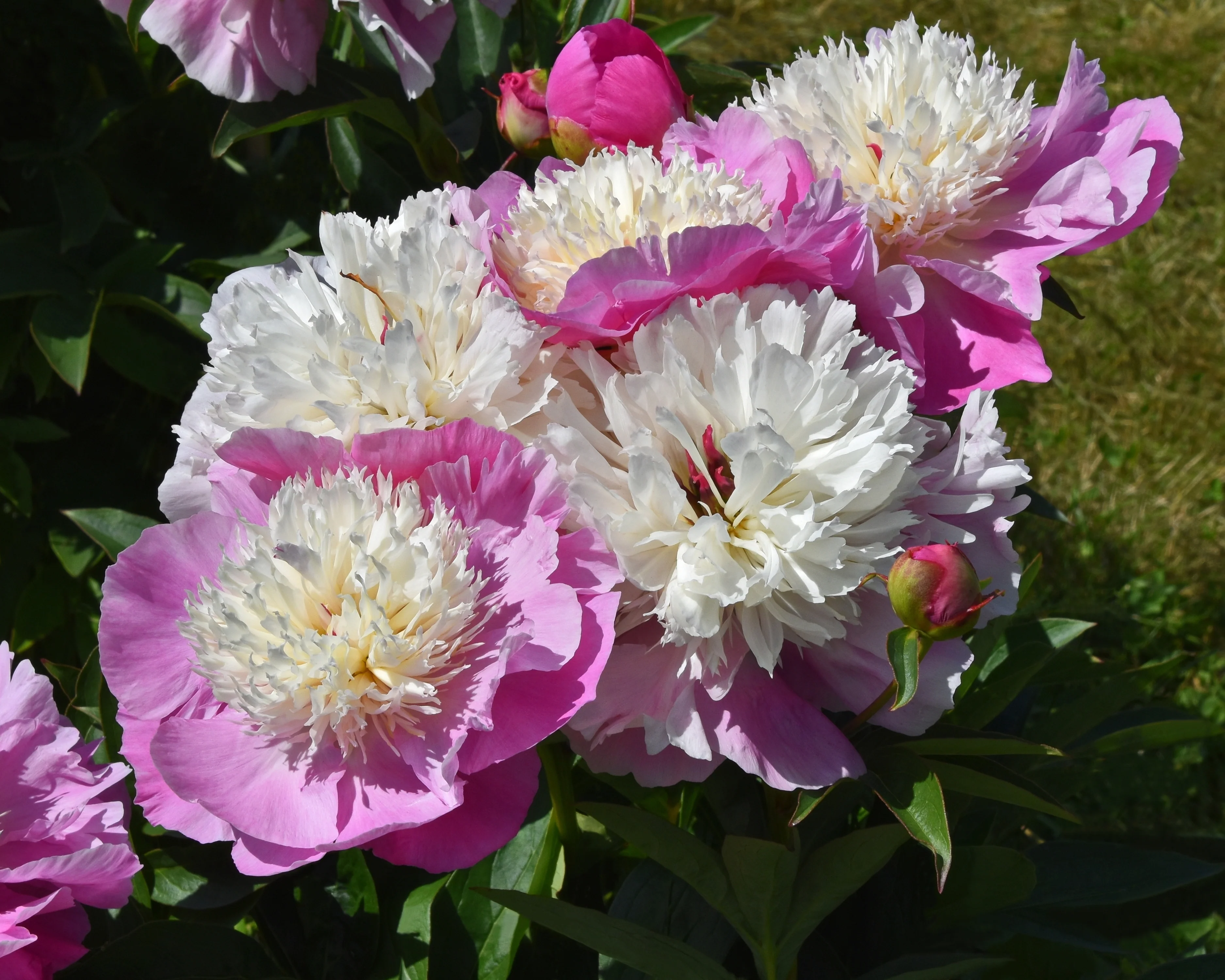 Paeonia 'She's my Star' - Image 2