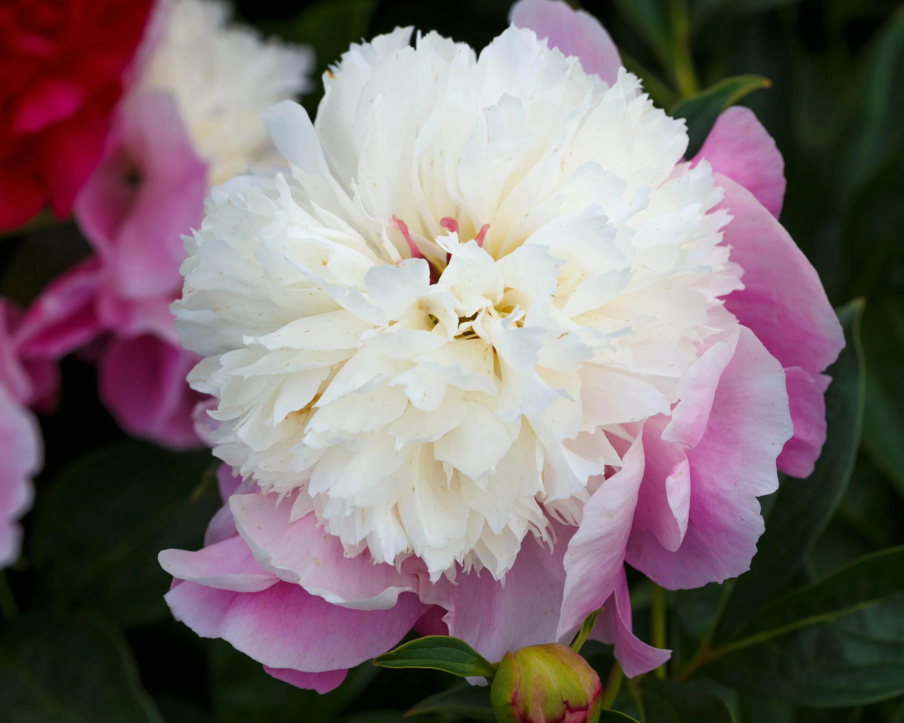 Paeonia 'She's my Star' - Image 4