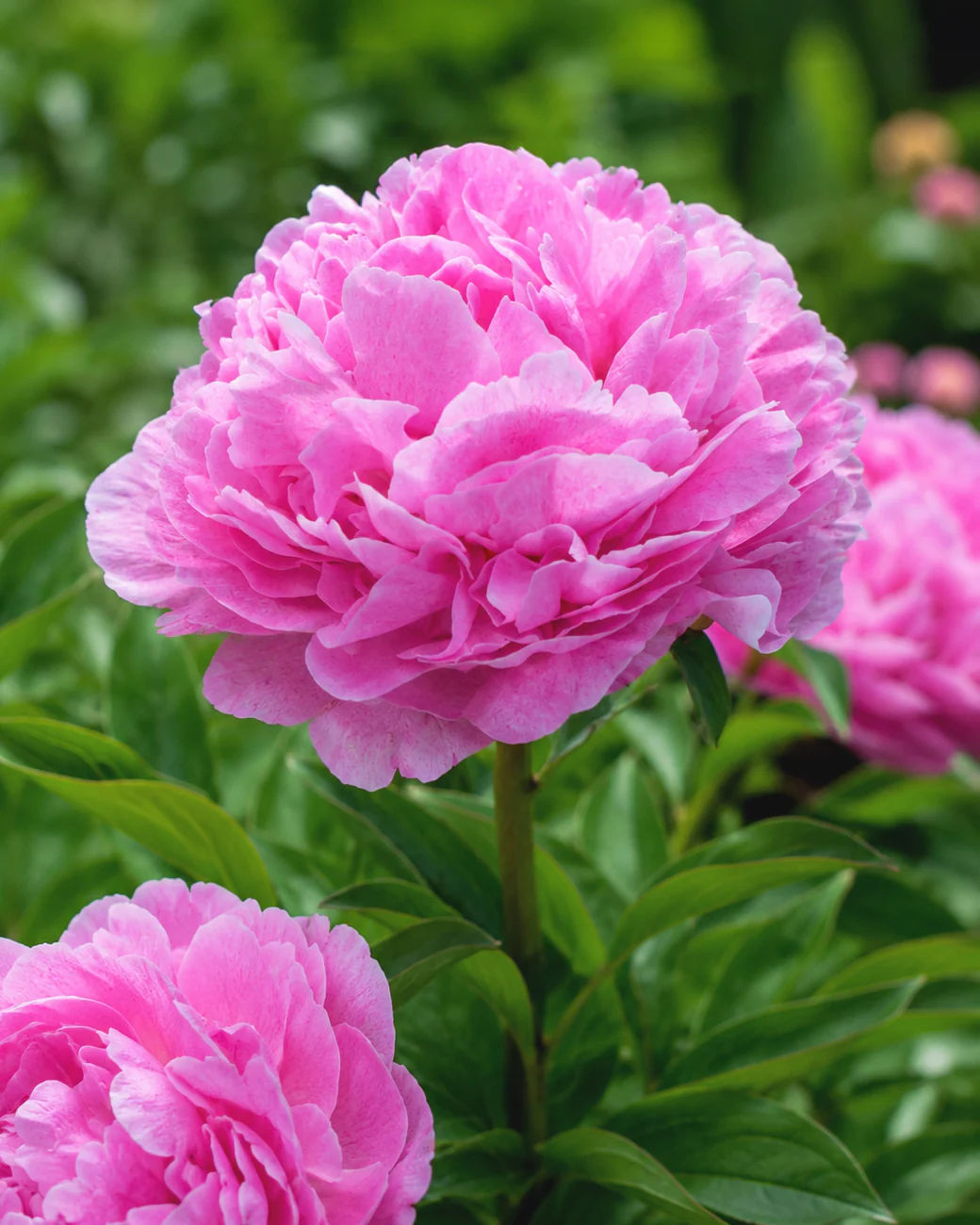 Paeonia 'The Fawn'
