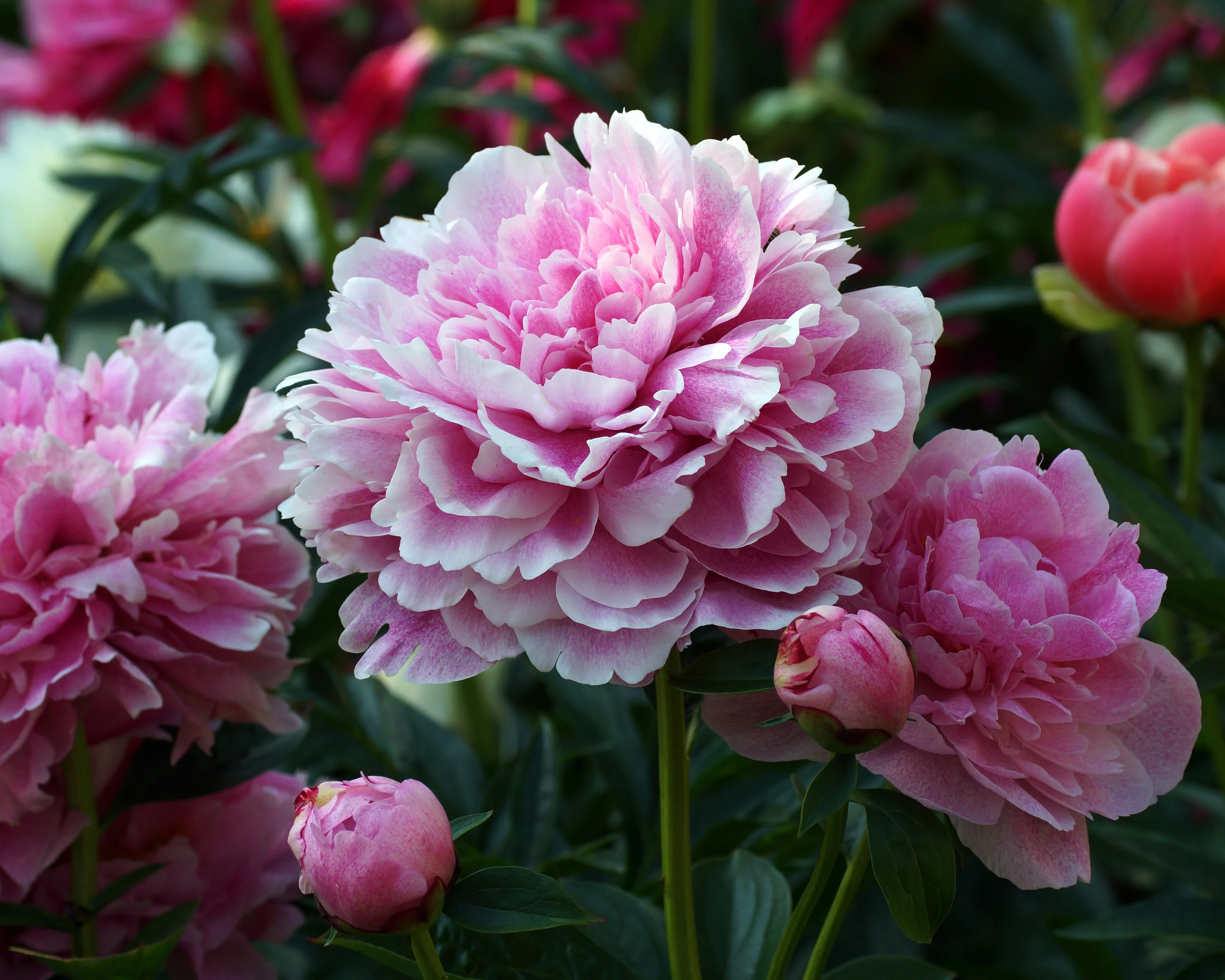 Paeonia 'The Fawn' - Image 6