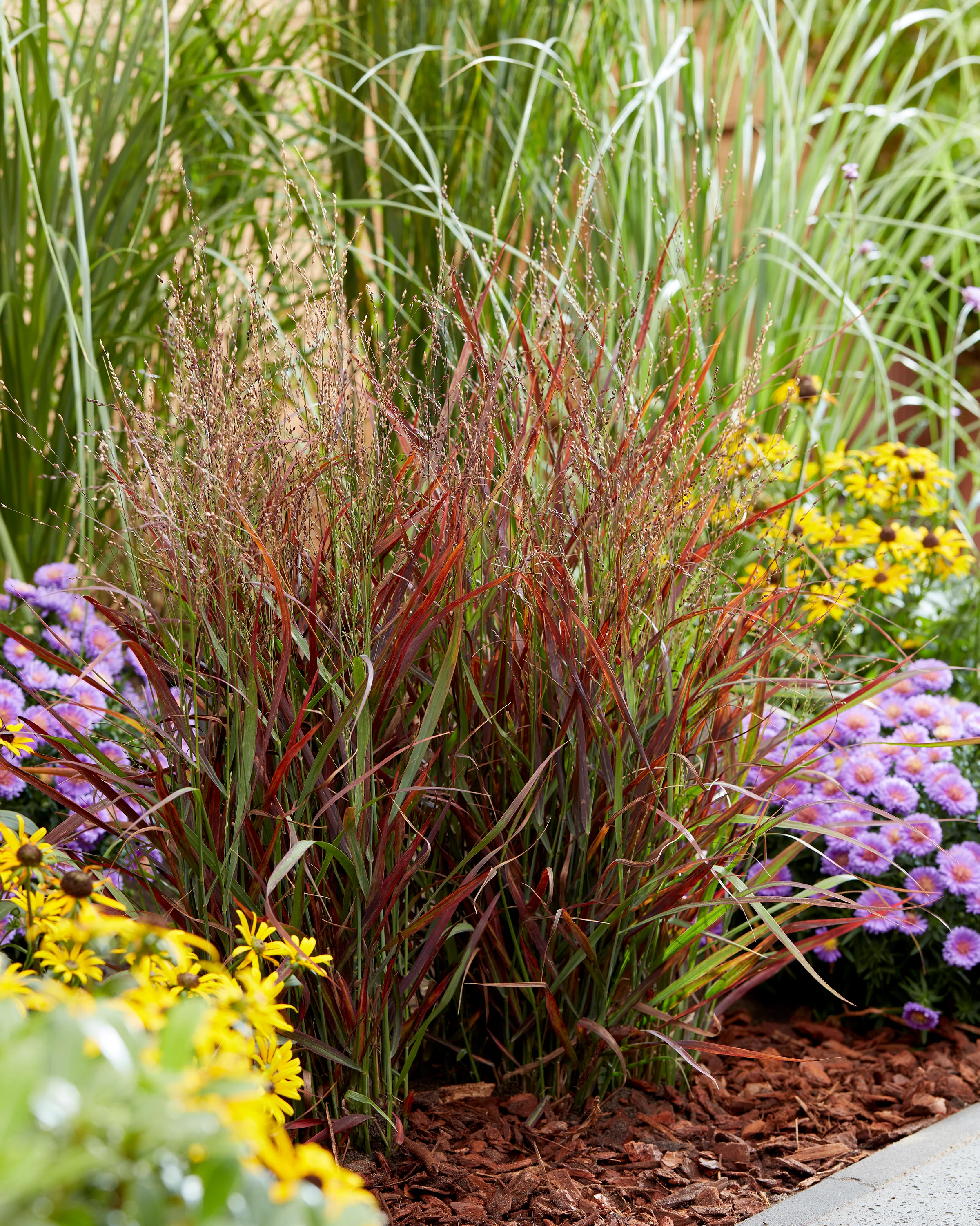 Panicum 'Hot Rod'