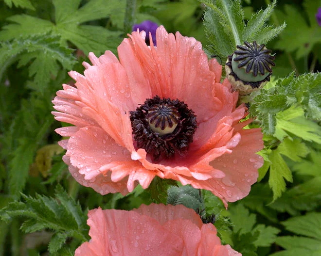 Papaver 'Aglaja' - Image 2