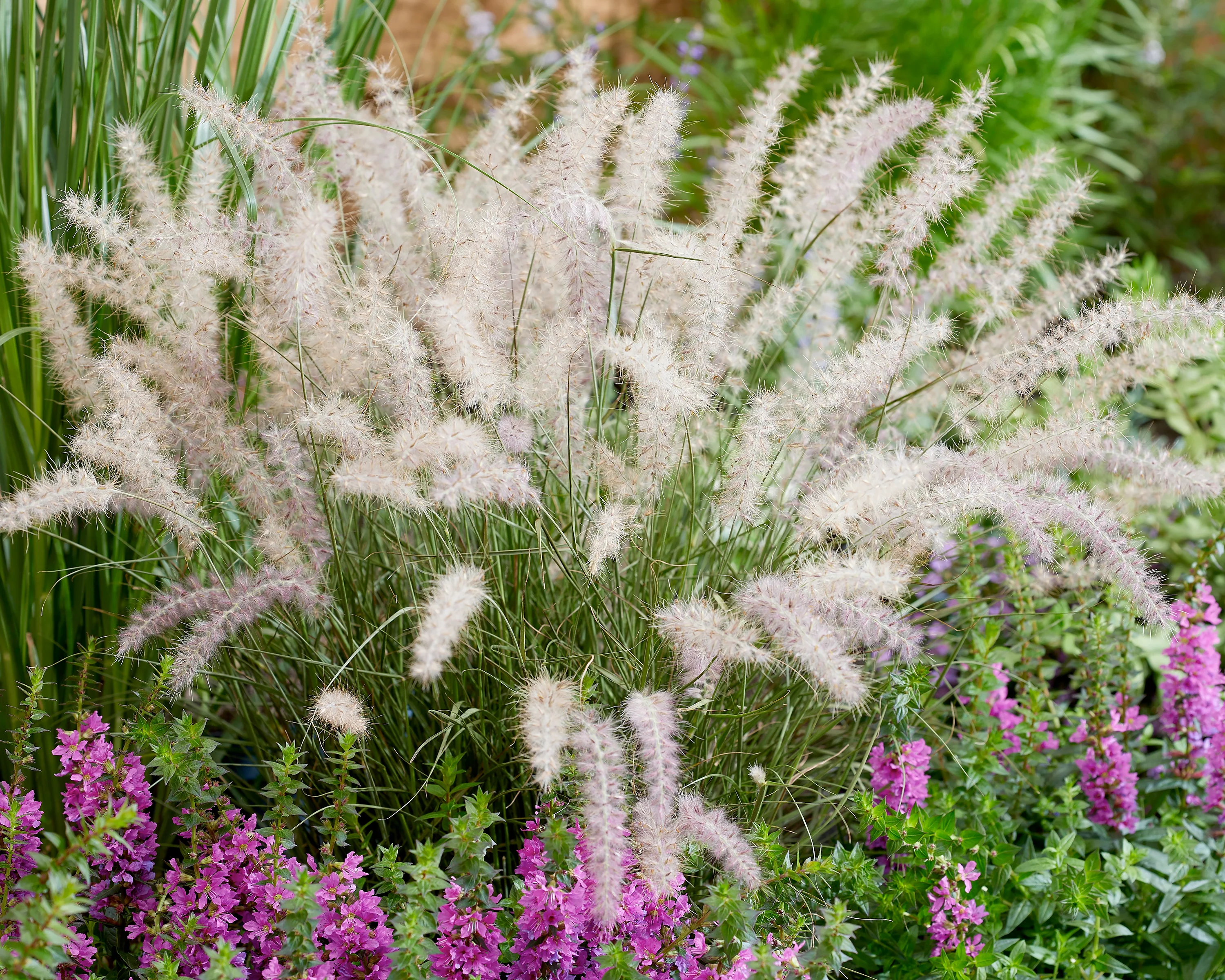 Pennisetum 'Dance With Me' - Image 2