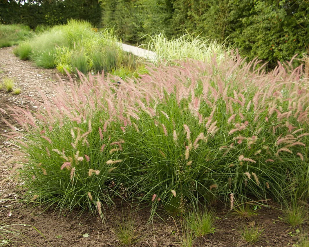 Pennisetum 'Flamingo' - Image 2