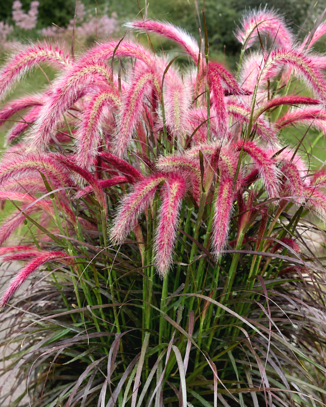 Pennisetum 'Tiny Tails'