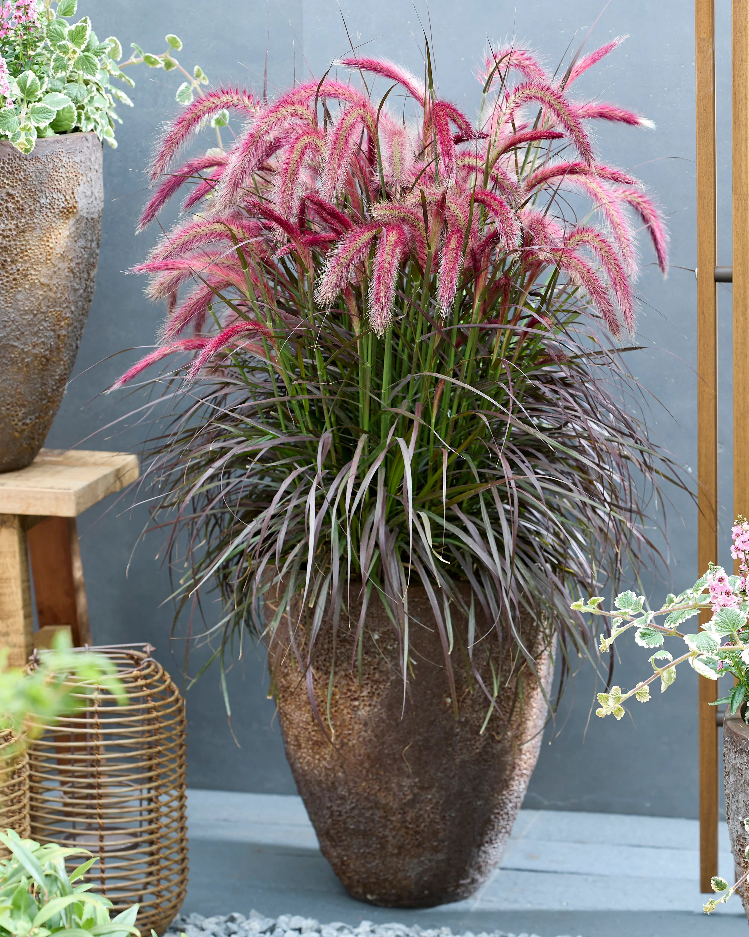 Pennisetum 'Tiny Tails' - Image 4
