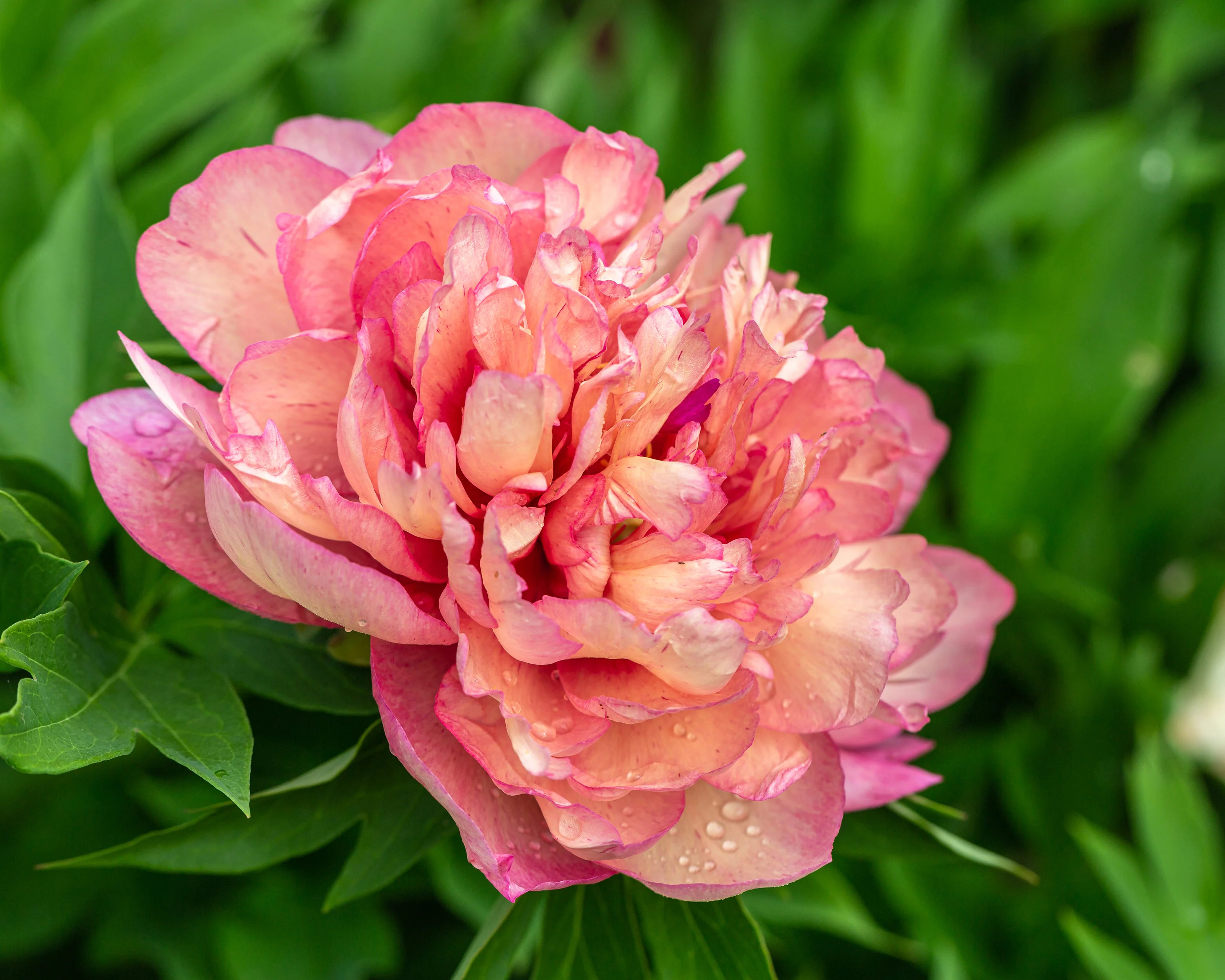 Paeonia 'Hillary' - Image 2